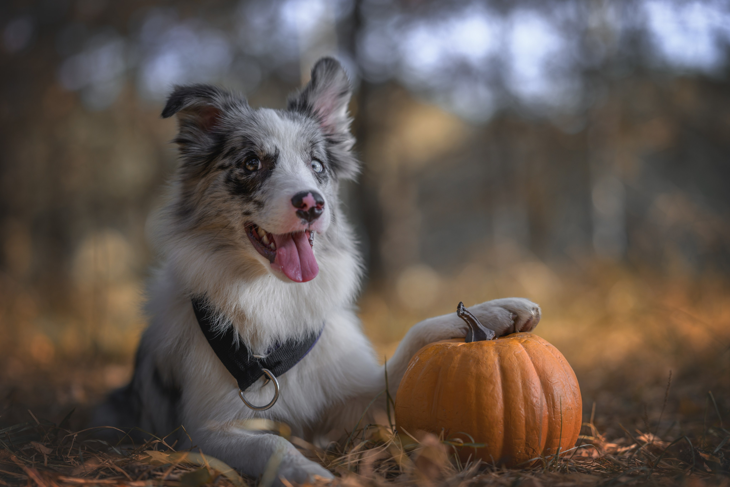 Хэллоуин. Фотограф Анималист в Москве Анастасия Жучкова