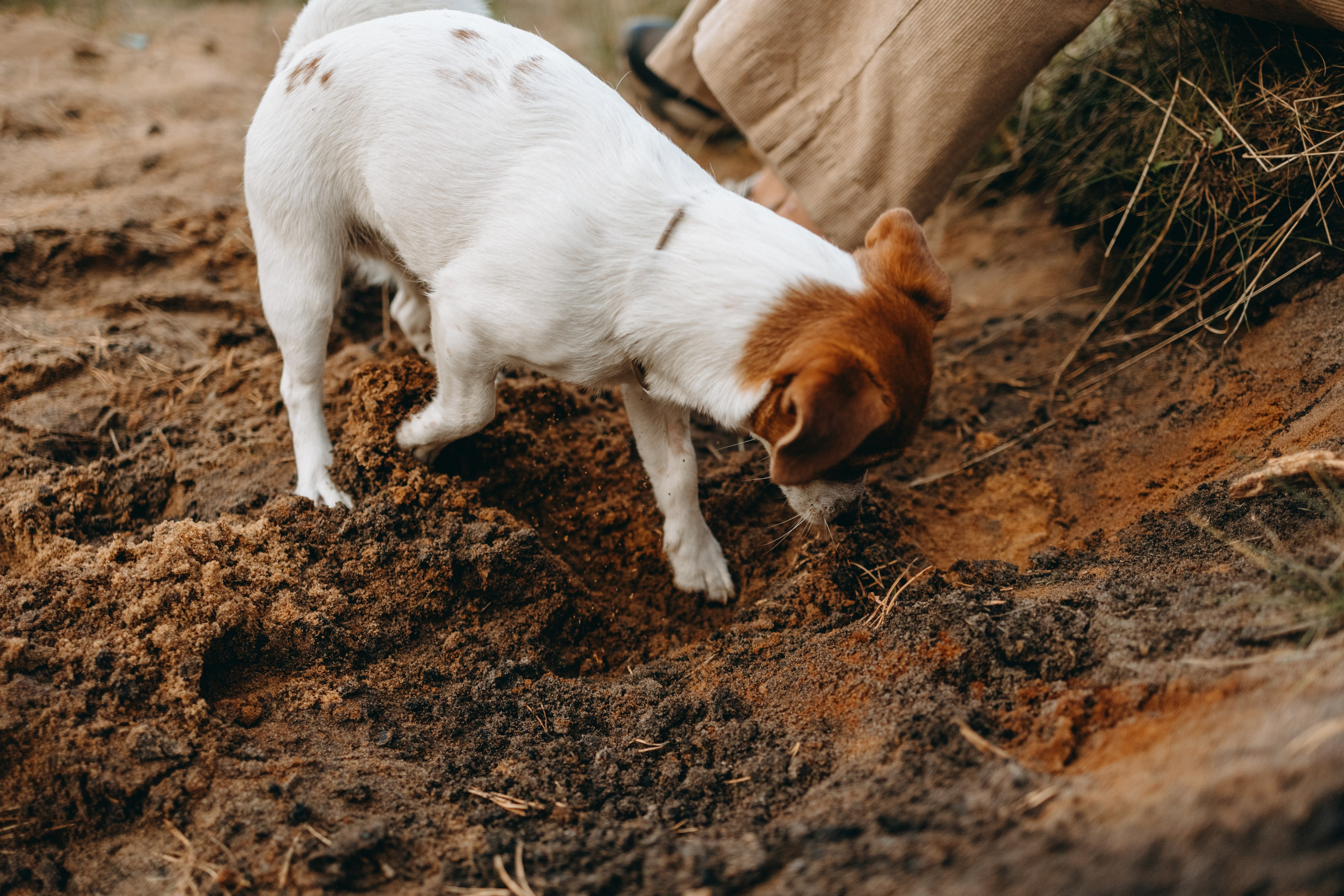 Лея и ее семья. Фотограф — Анималист | Санкт-Петербург