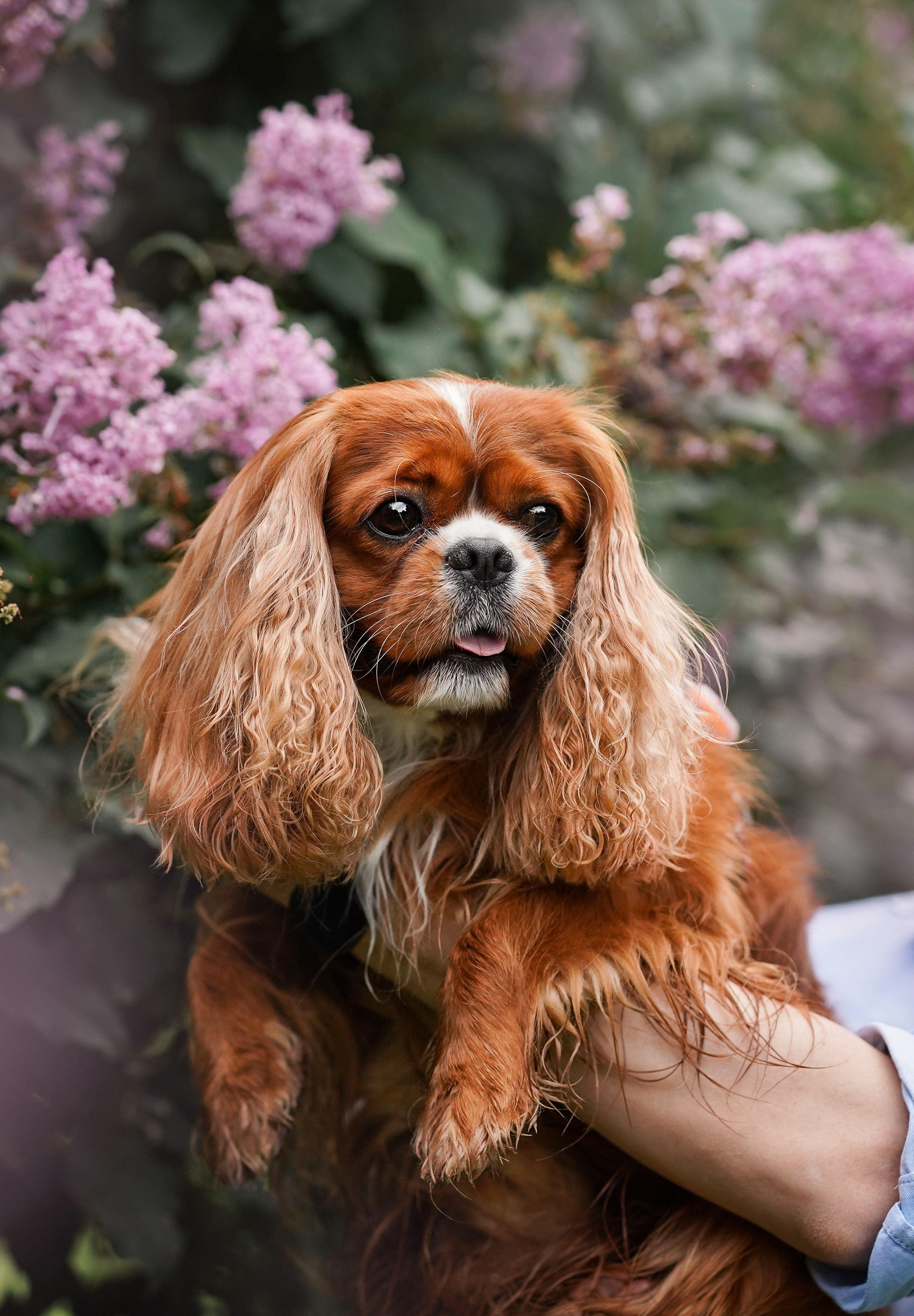 Юля Володя Гарри и Верон. Фотограф-анималист в Санкт-Петербурге Яна Мартынова