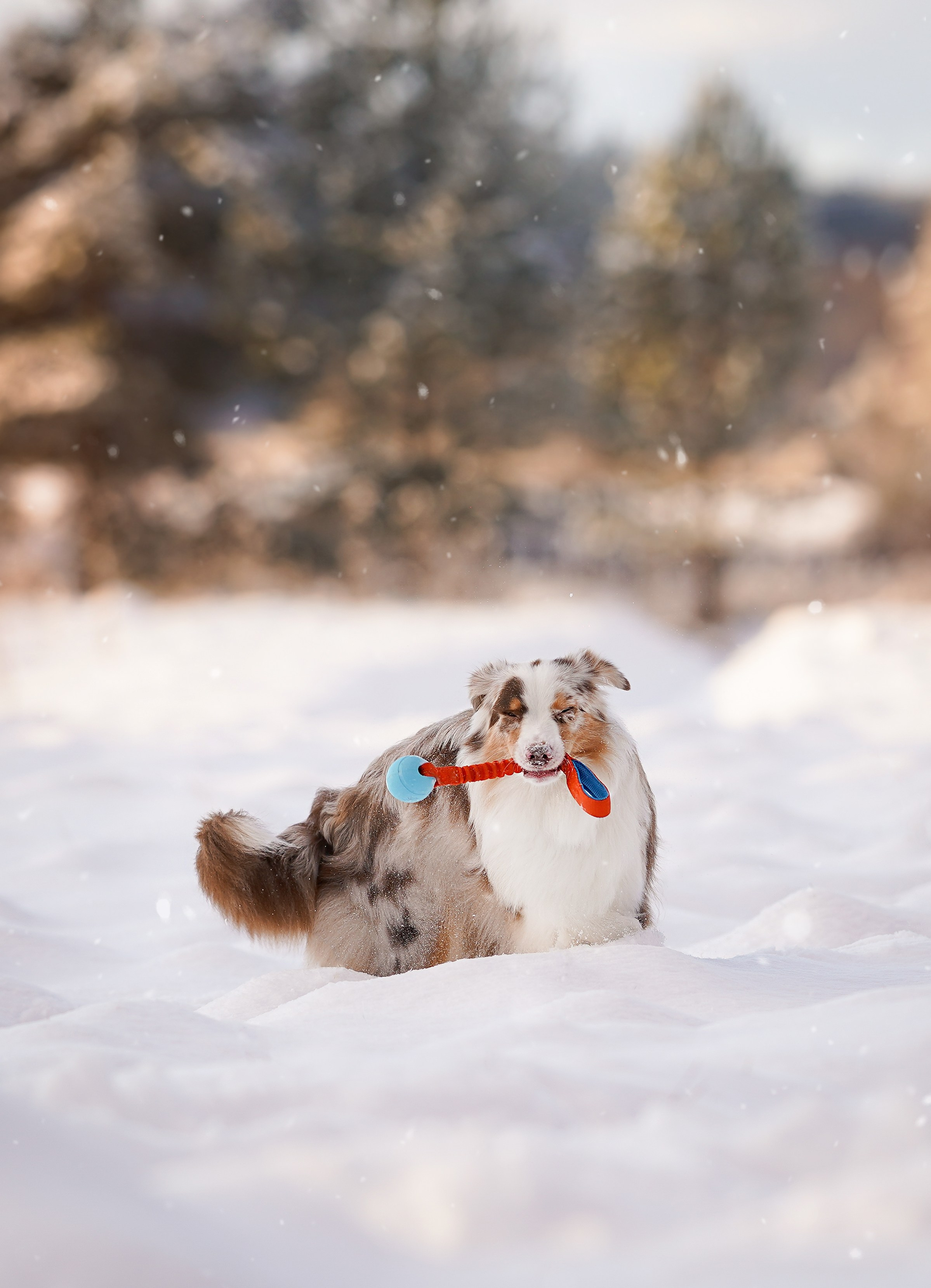 Панда и Юни Карелия. Фотограф-анималист в Санкт-Петербурге Яна Мартынова