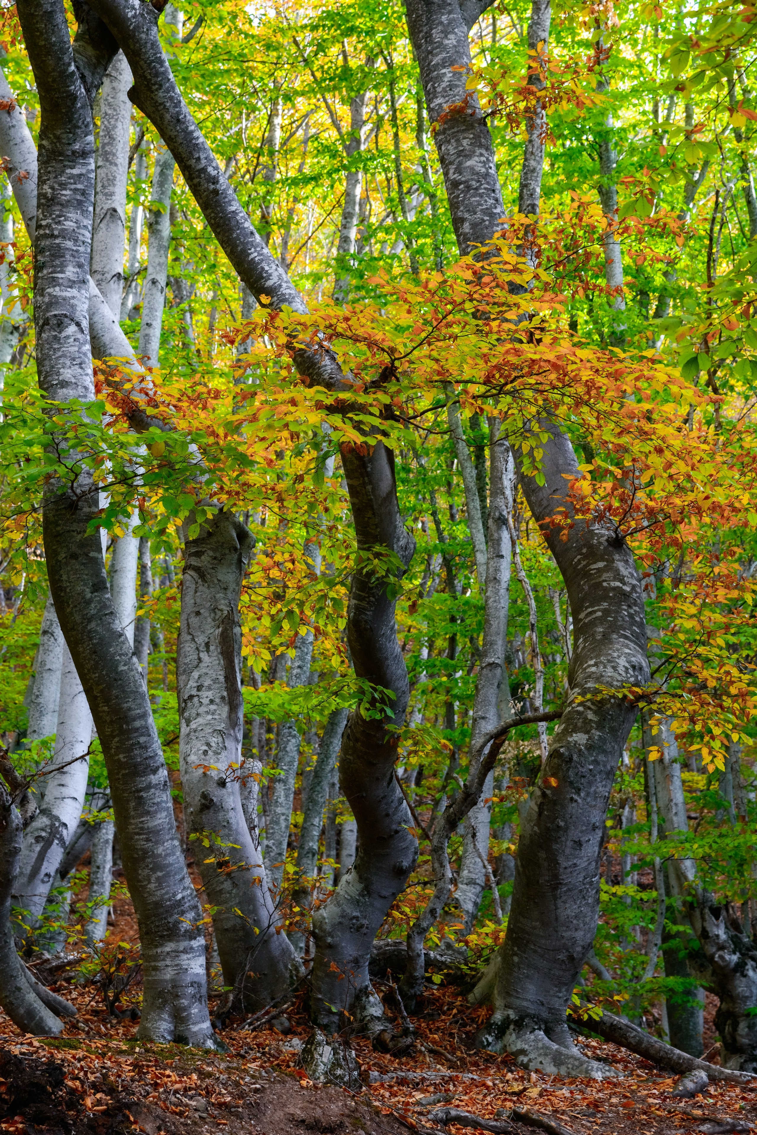 Путешествие по южному берегу Крыма в начале осени. Пейзажный фотограф Сергей Пестерев. Фото природы