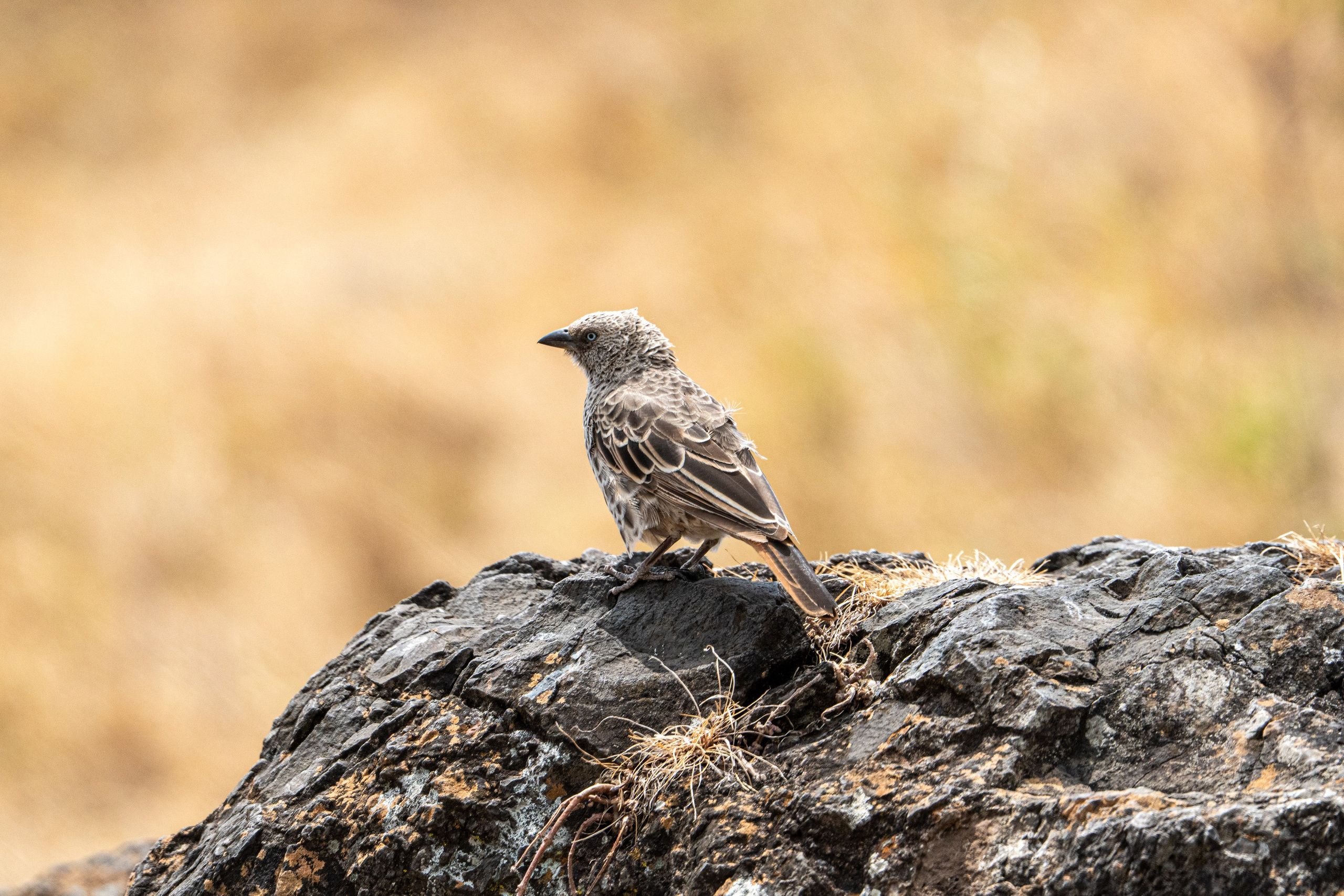 Танзания, сафари, 2025. Творческие сьемки