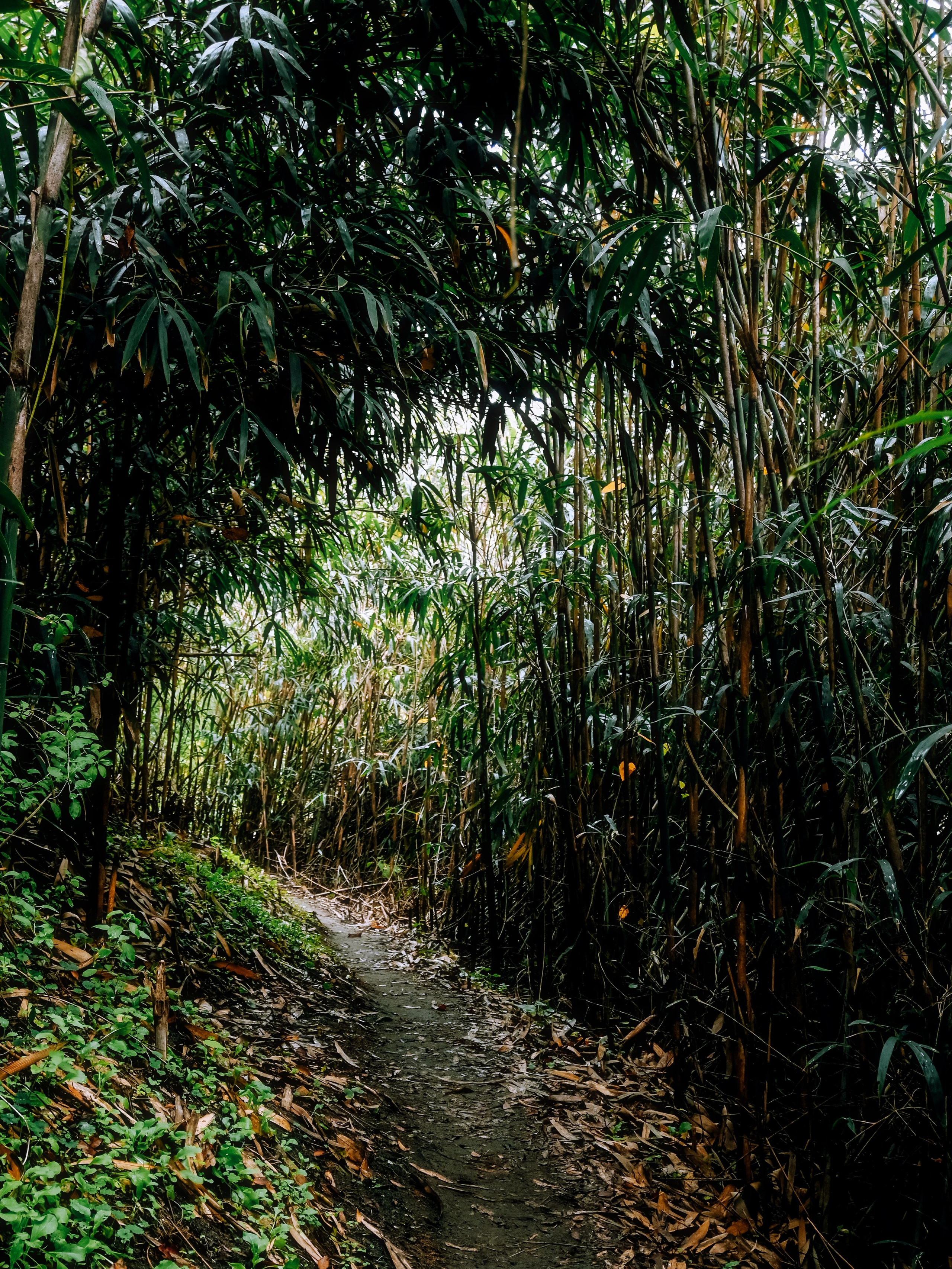 Japan village street. Iraogo