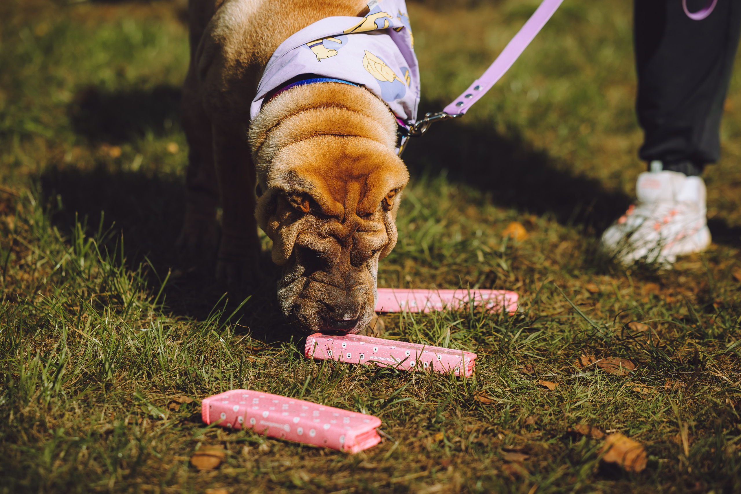 Выездной дог-тренинг от школы «Шерсть имею», Тованово