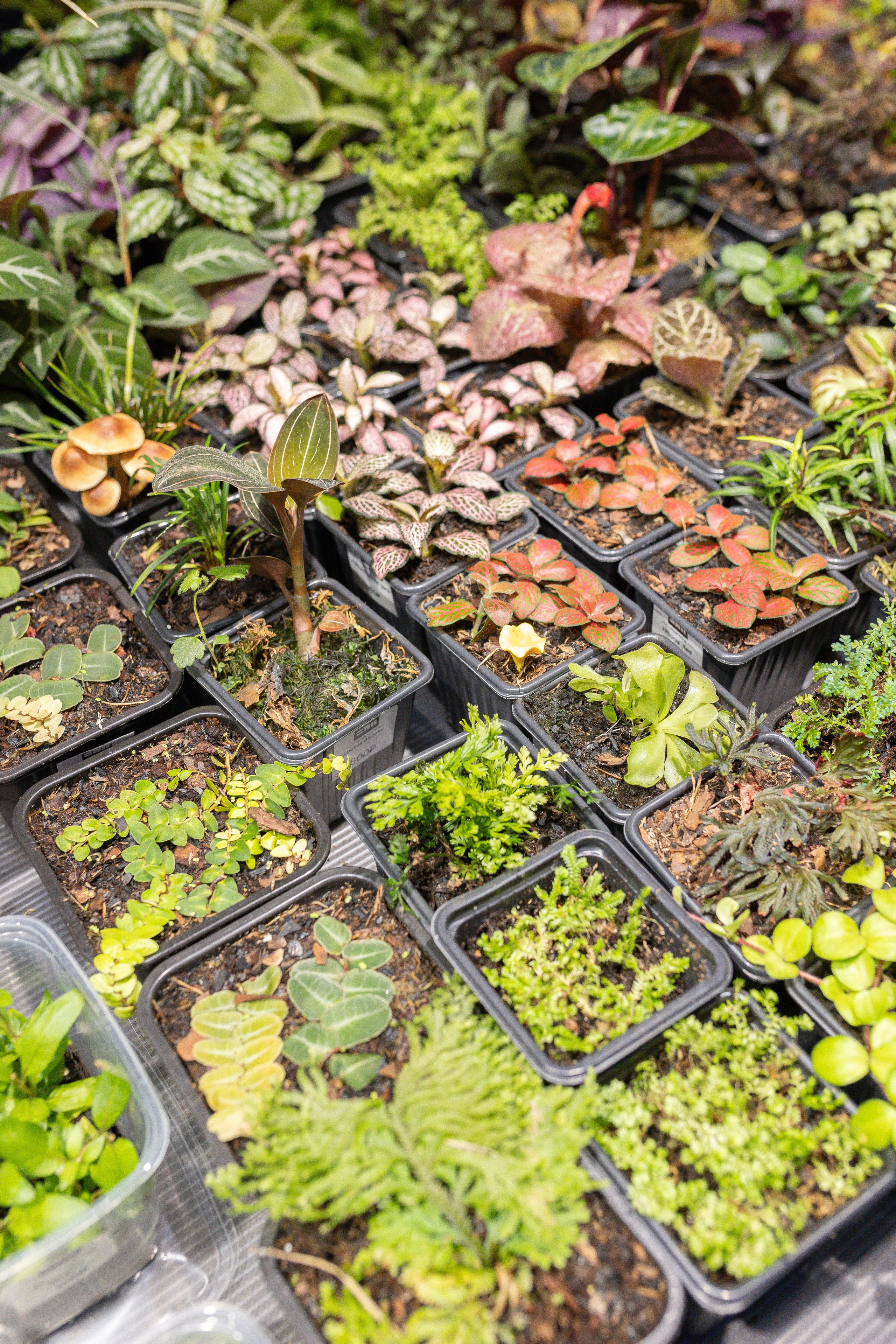 Орхидиум 12.2025. Александра Куликова фотограф, Москва