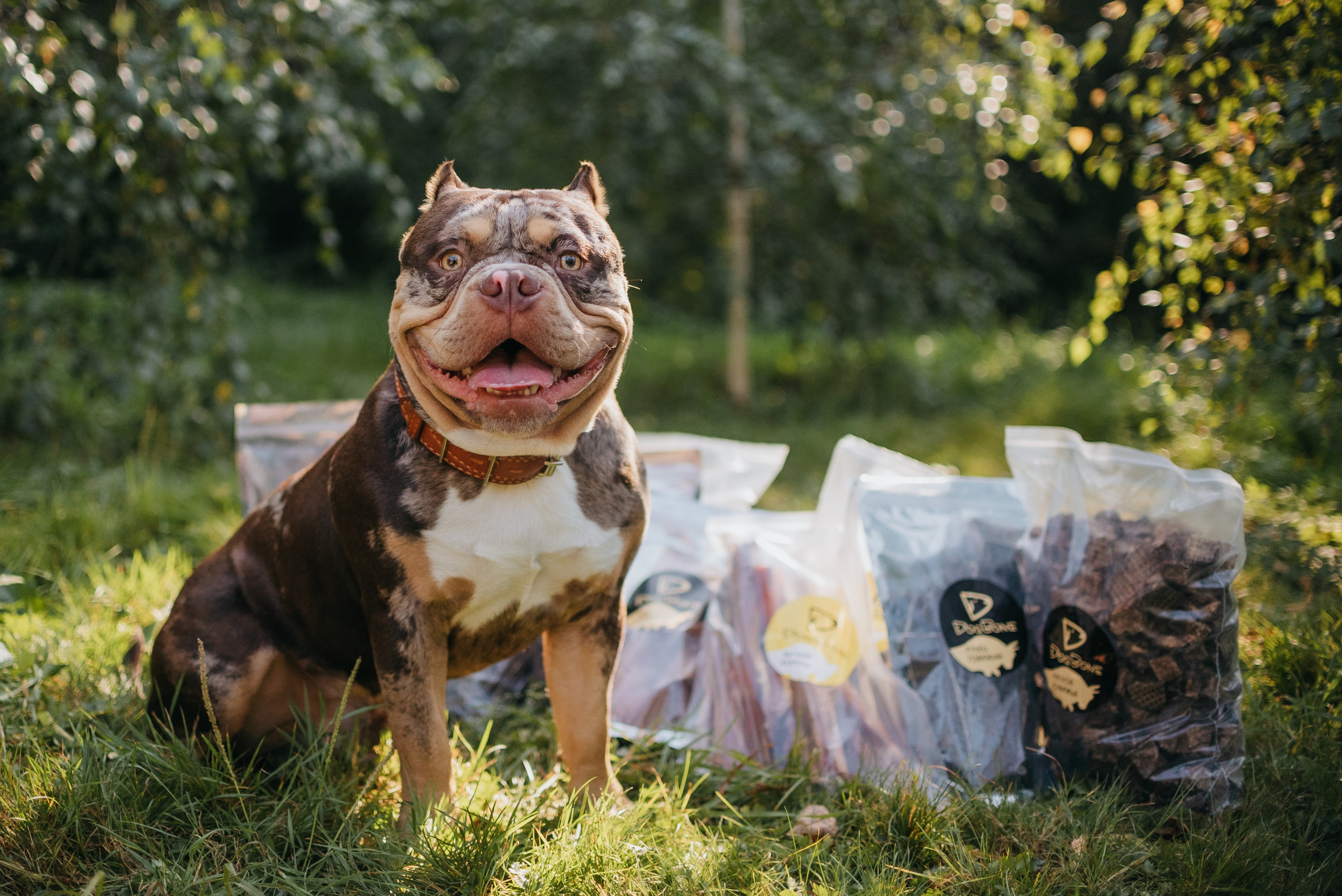 Dog Bone контент. Фотограф-анималист Валерия, Москва, Мытищи