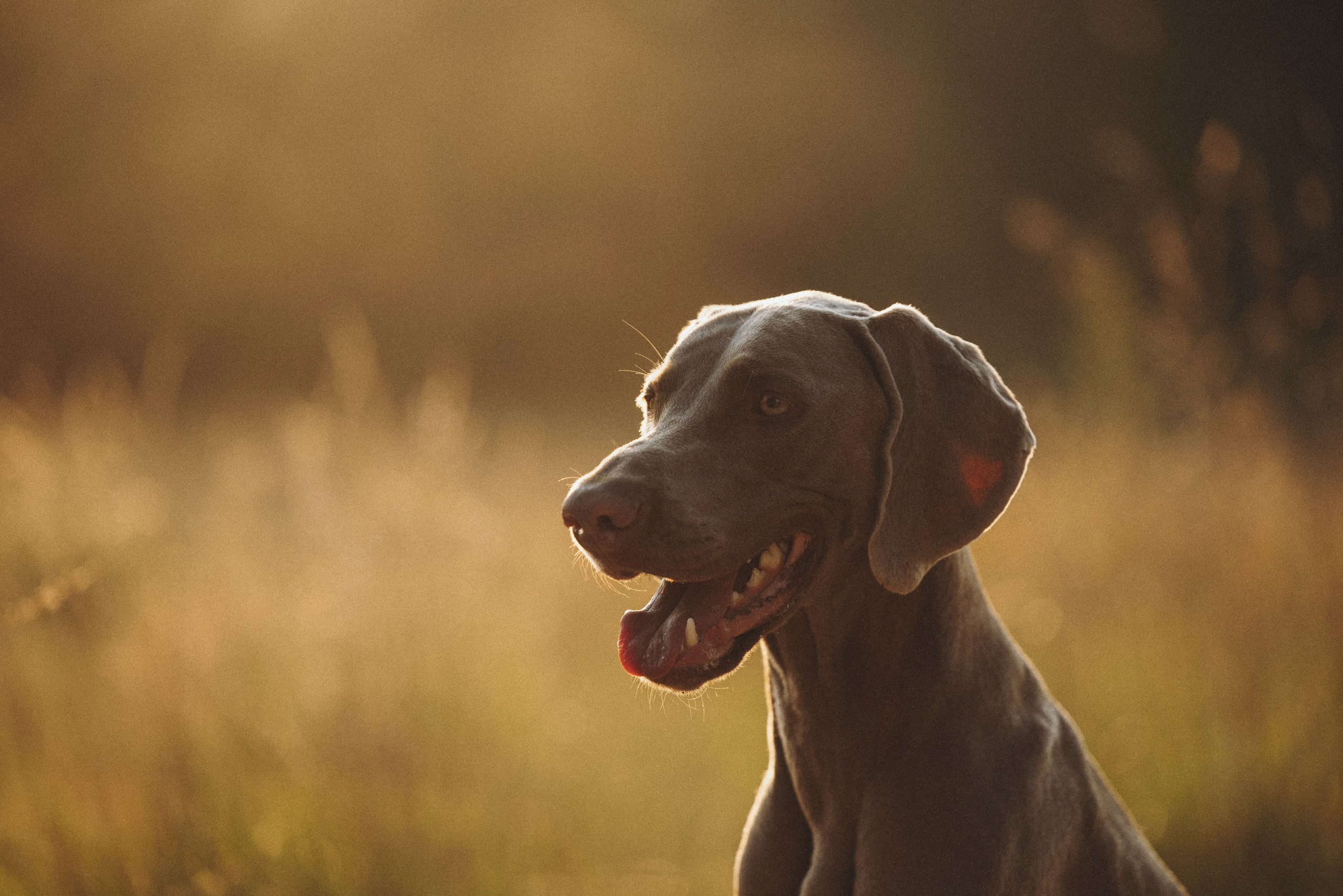 Юля и Эспен. Фотограф анималист Осипчикова Мария