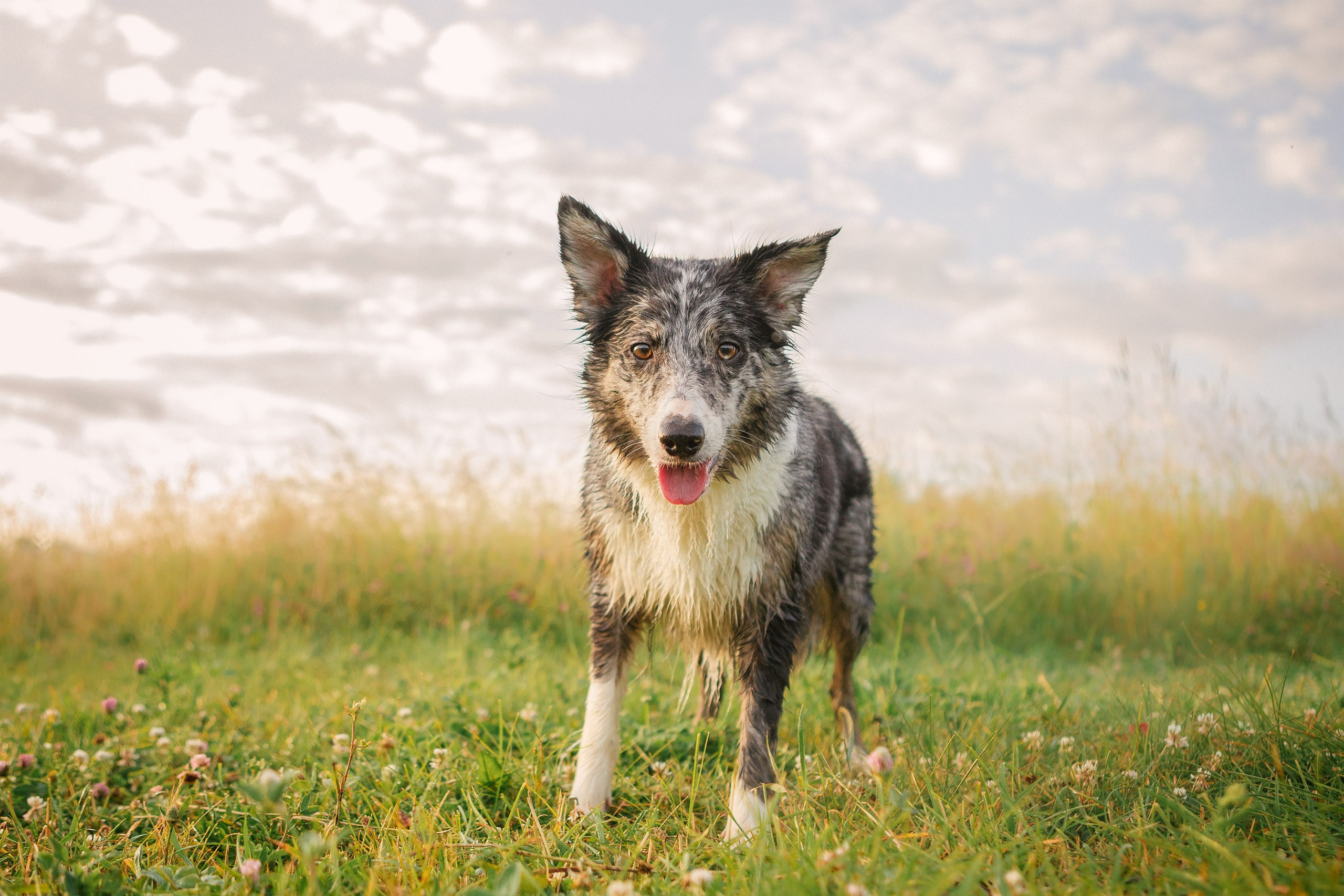 Таня и команда на рассвете. Фотограф анималист Кузнецова Анна Нижний Новгород