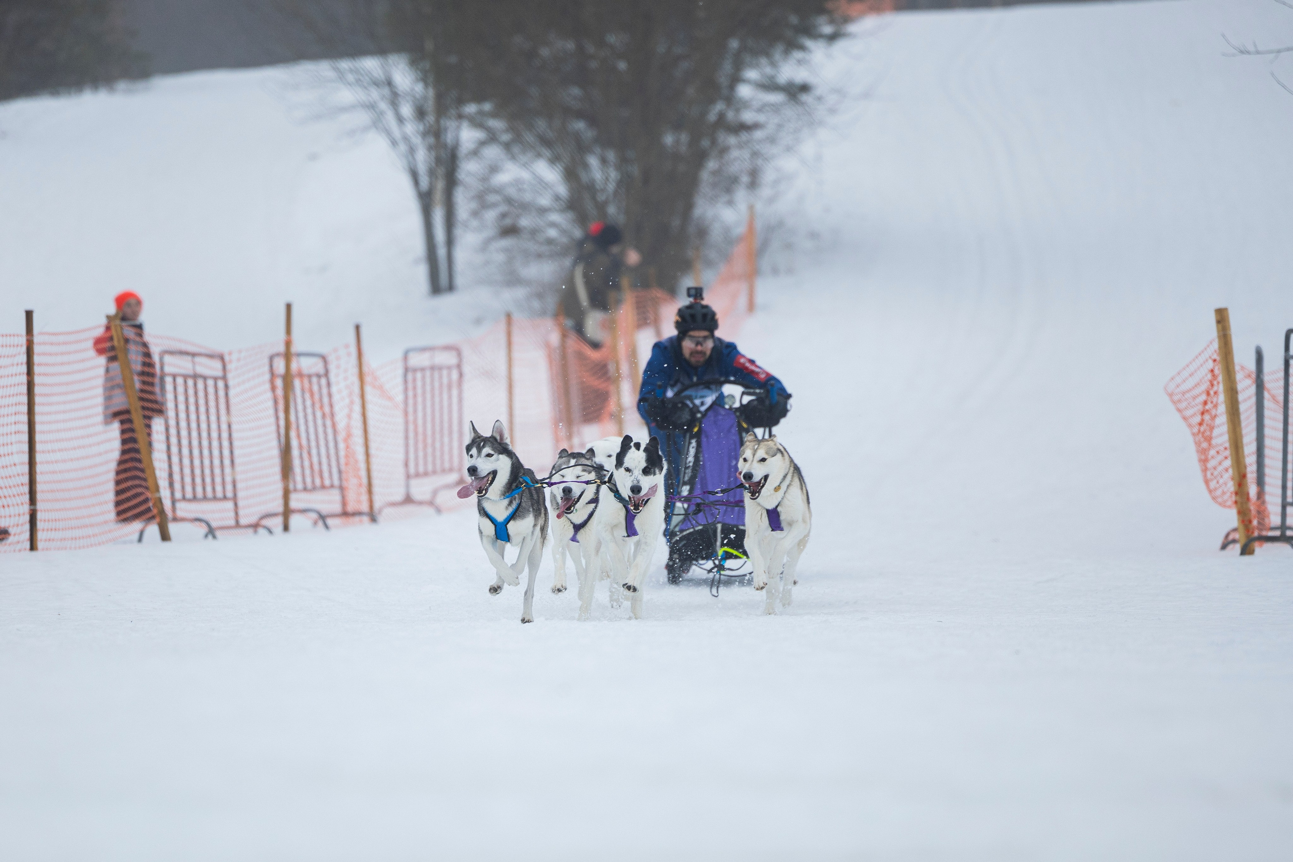 Зимний Чемпионат Санкт-Петербурга по ездовому спорту. Фотограф-анималист Анна Маринич