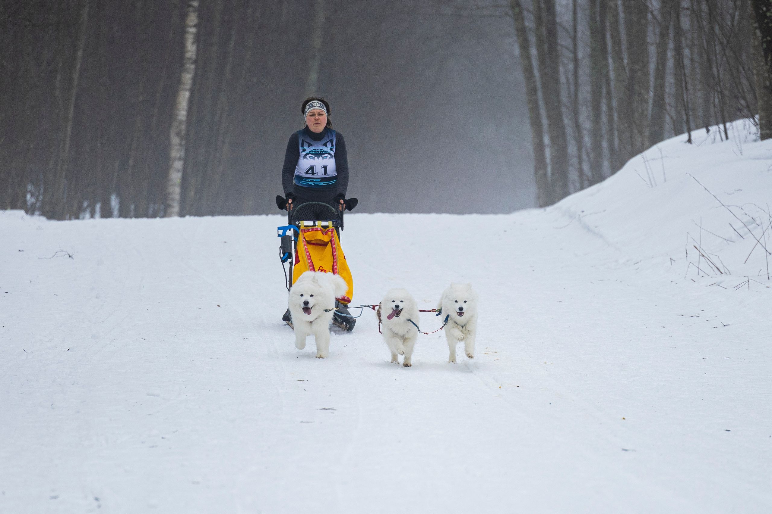 Зимний Чемпионат Санкт-Петербурга по ездовому спорту. Фотограф-анималист Анна Маринич