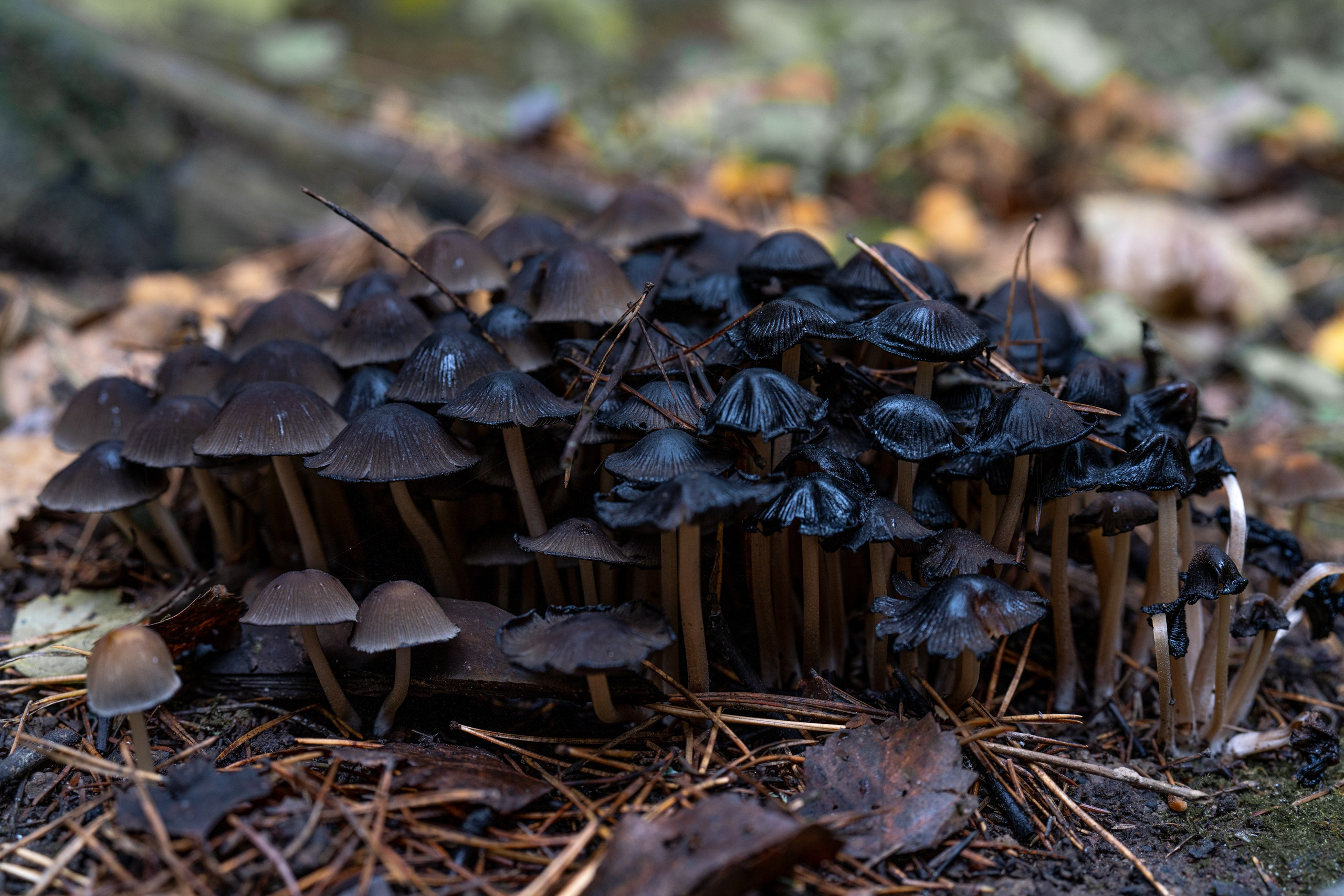 МАКРО. ПОБУДЬ ЗДЕСЬ И ЦЕЛЕЕ БУДЕТ ЭТОТ МИР