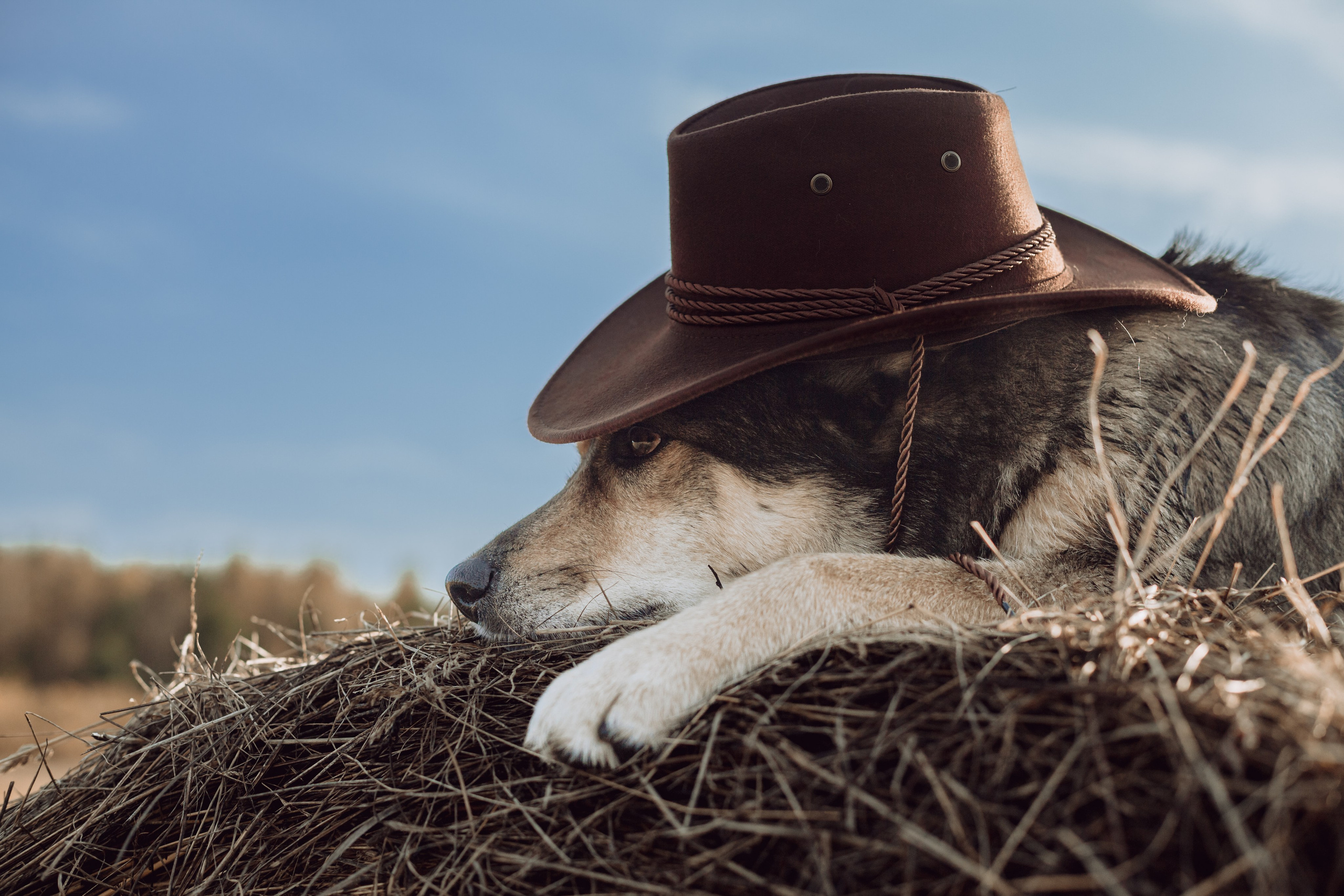 Кантри Дюк. Фотограф-анималист Татьяна Степанова