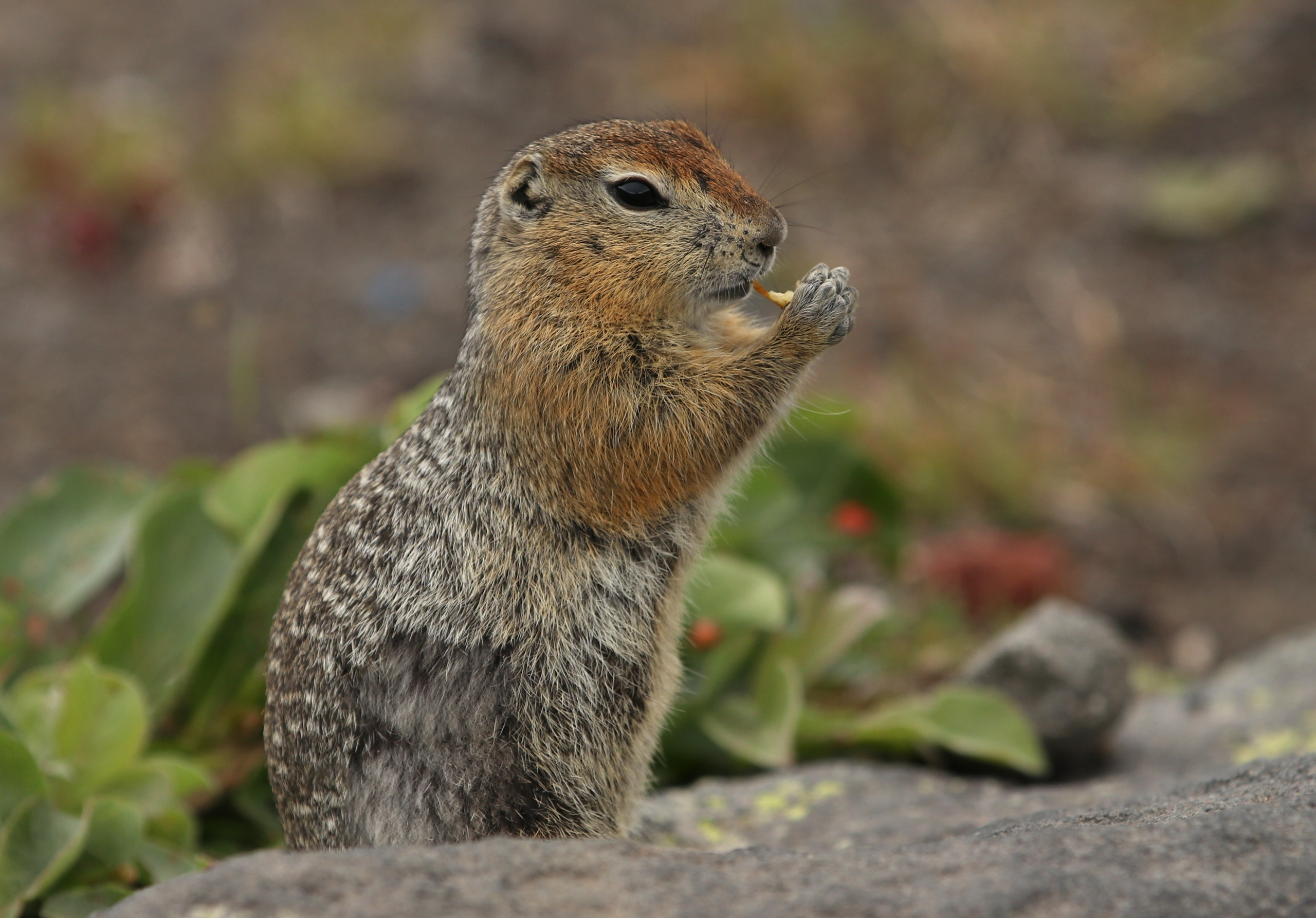 Камчатка и о. Парамушир. Июль 2024. Путешественник-фотограф из Санкт-Петербурга Татьяна Свистулина