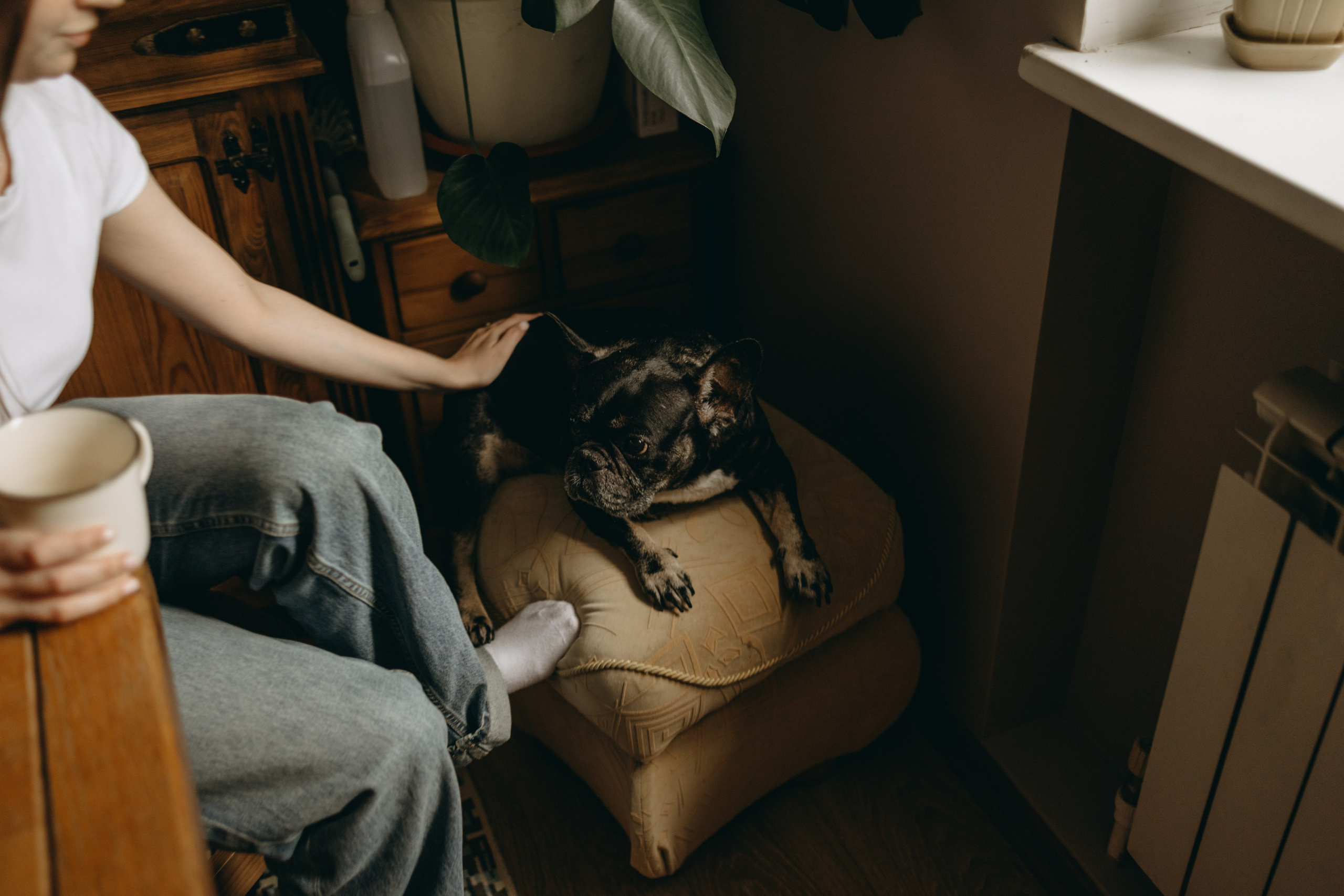 Софа и ее хвостики. Фотограф — Анималист | Санкт-Петербург