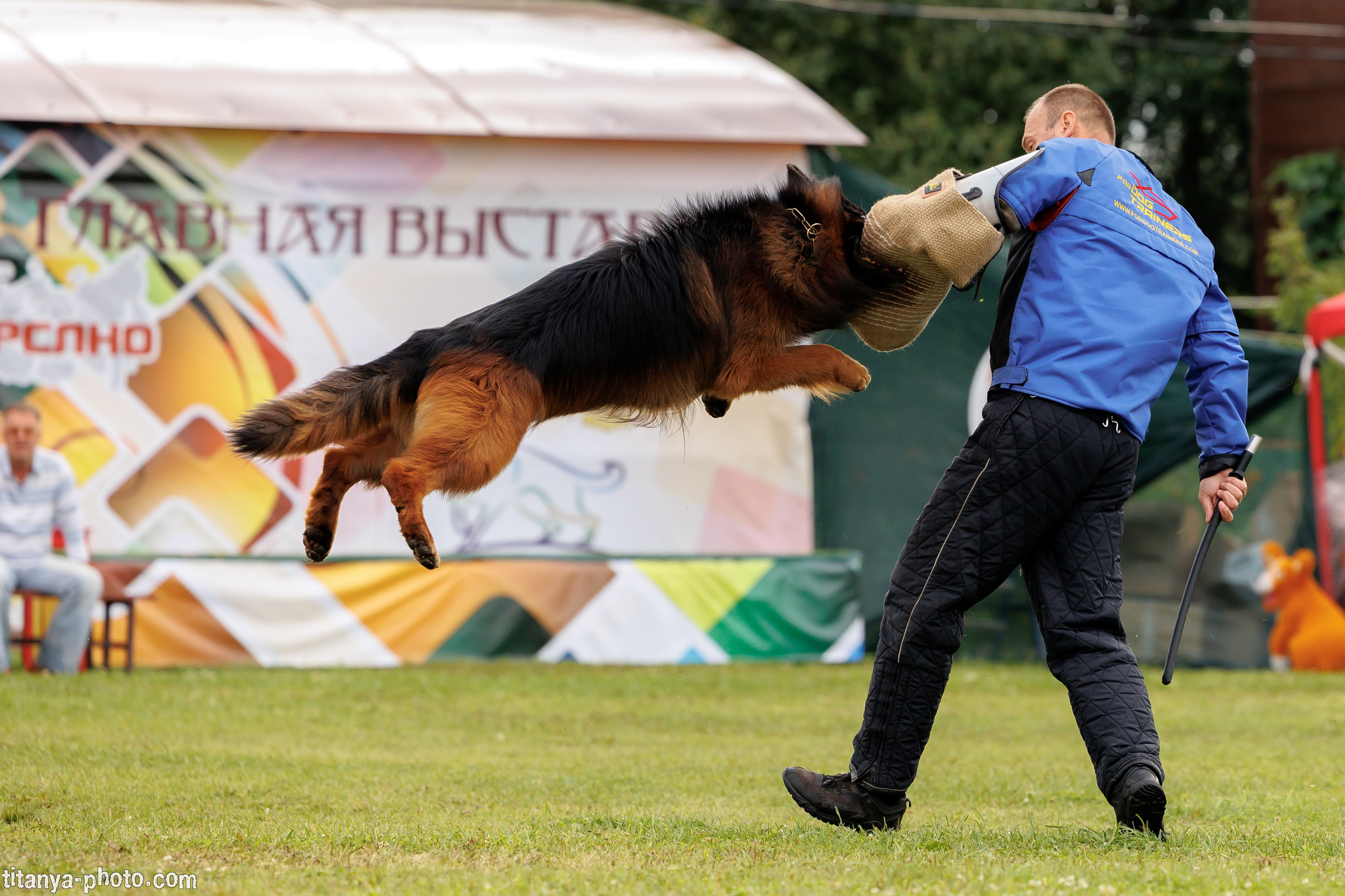Фотографии с монопородных выставок немецких овчарок. Фотограф собак, фотограф-анималист Аня Титова (Titanya). Москва