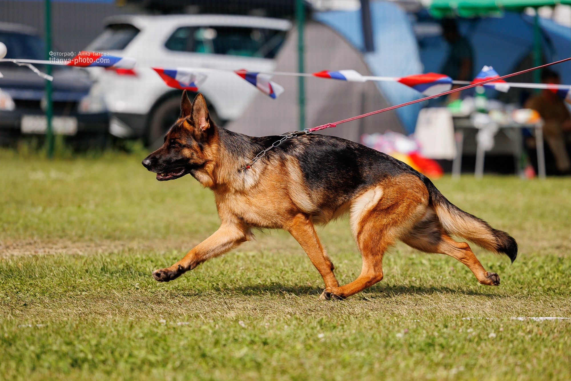 Немецкие овчарки: фото из рингов и вне ринга, мутпроба (фотографии с выставок). Фотограф собак, фотограф-анималист Аня Титова (Titanya). Москва