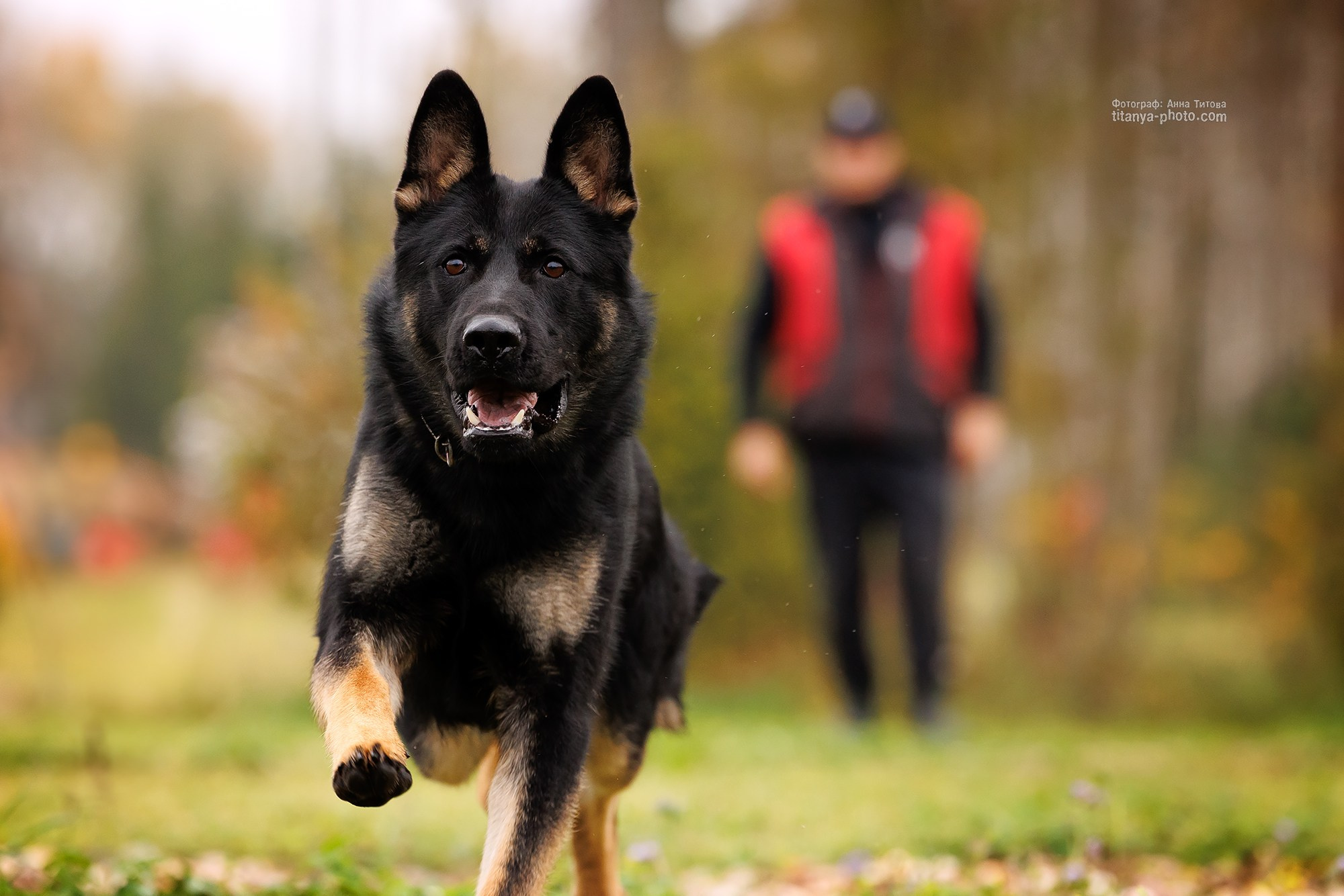 Фото немецких овчарок. Фотограф собак, фотограф-анималист Аня Титова (Titanya). Москва
