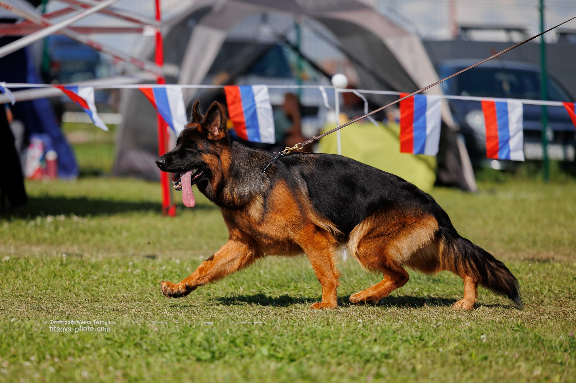Немецкие овчарки: фото из рингов и вне ринга, мутпроба (фотографии с выставок). Фотограф собак, фотограф-анималист Аня Титова (Titanya). Москва