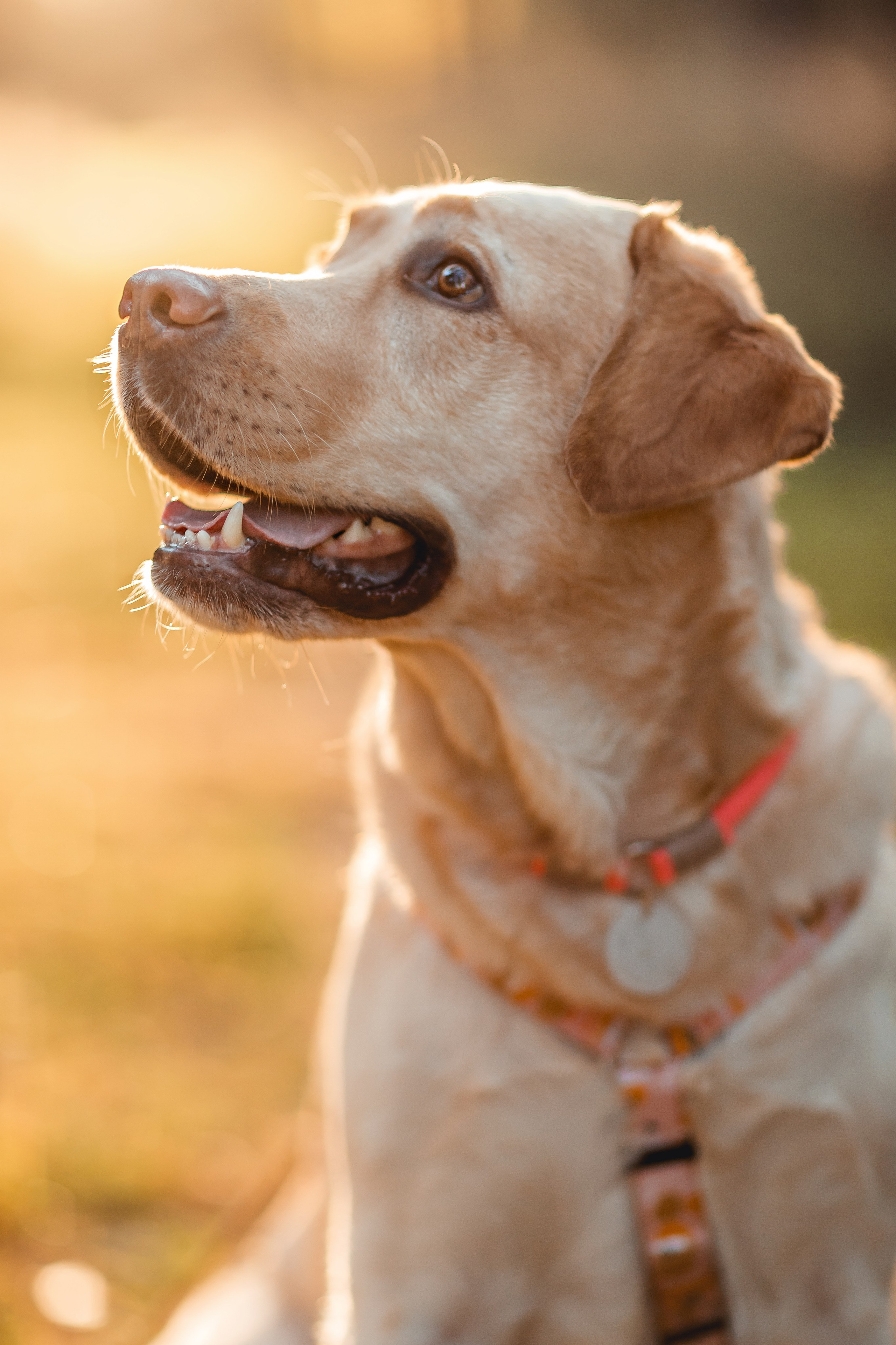 Наташа и Шани. Семейный фотограф анималист Мария Крючкова