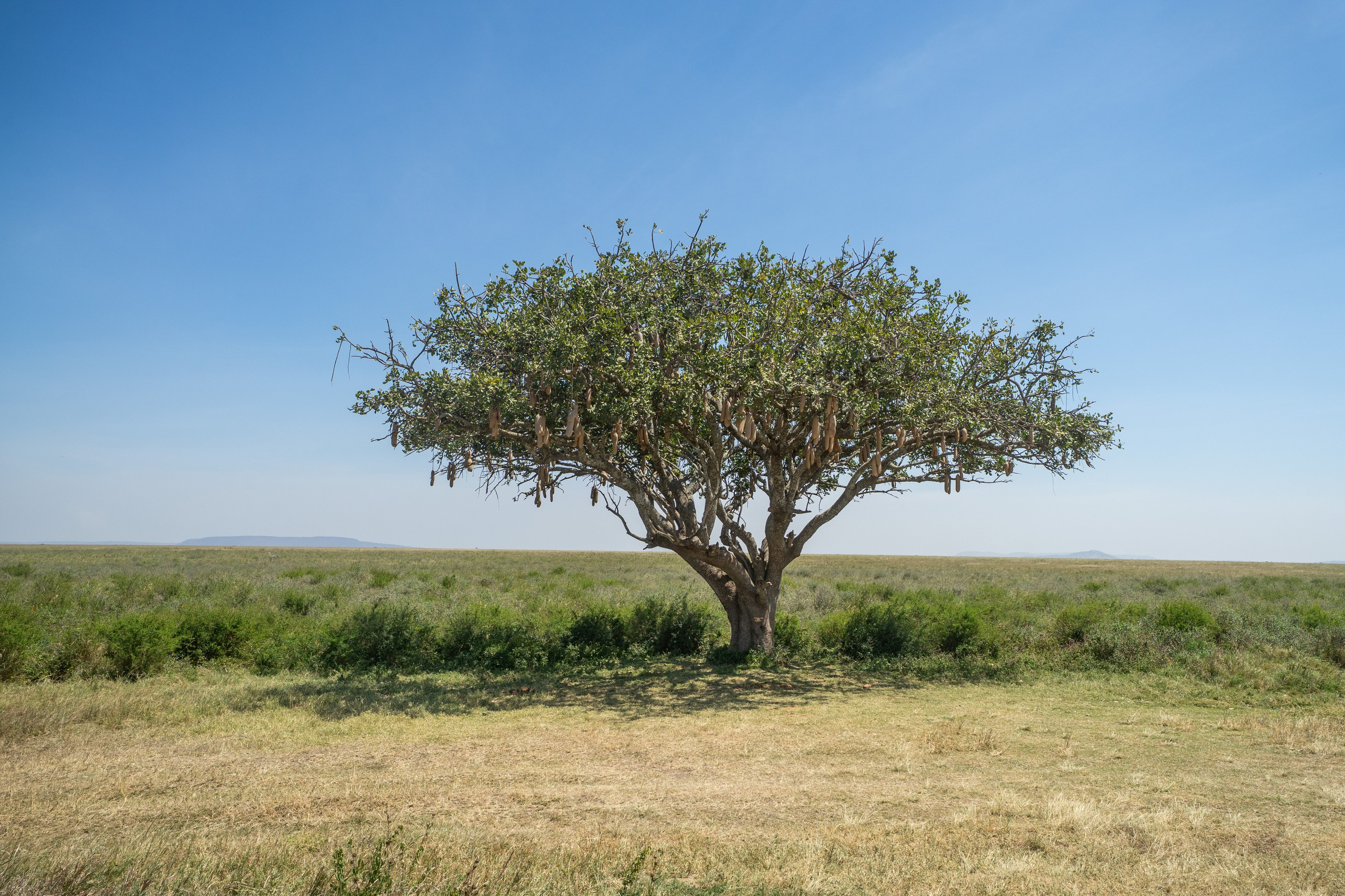 Танзания, сафари, 2025. Творческие сьемки