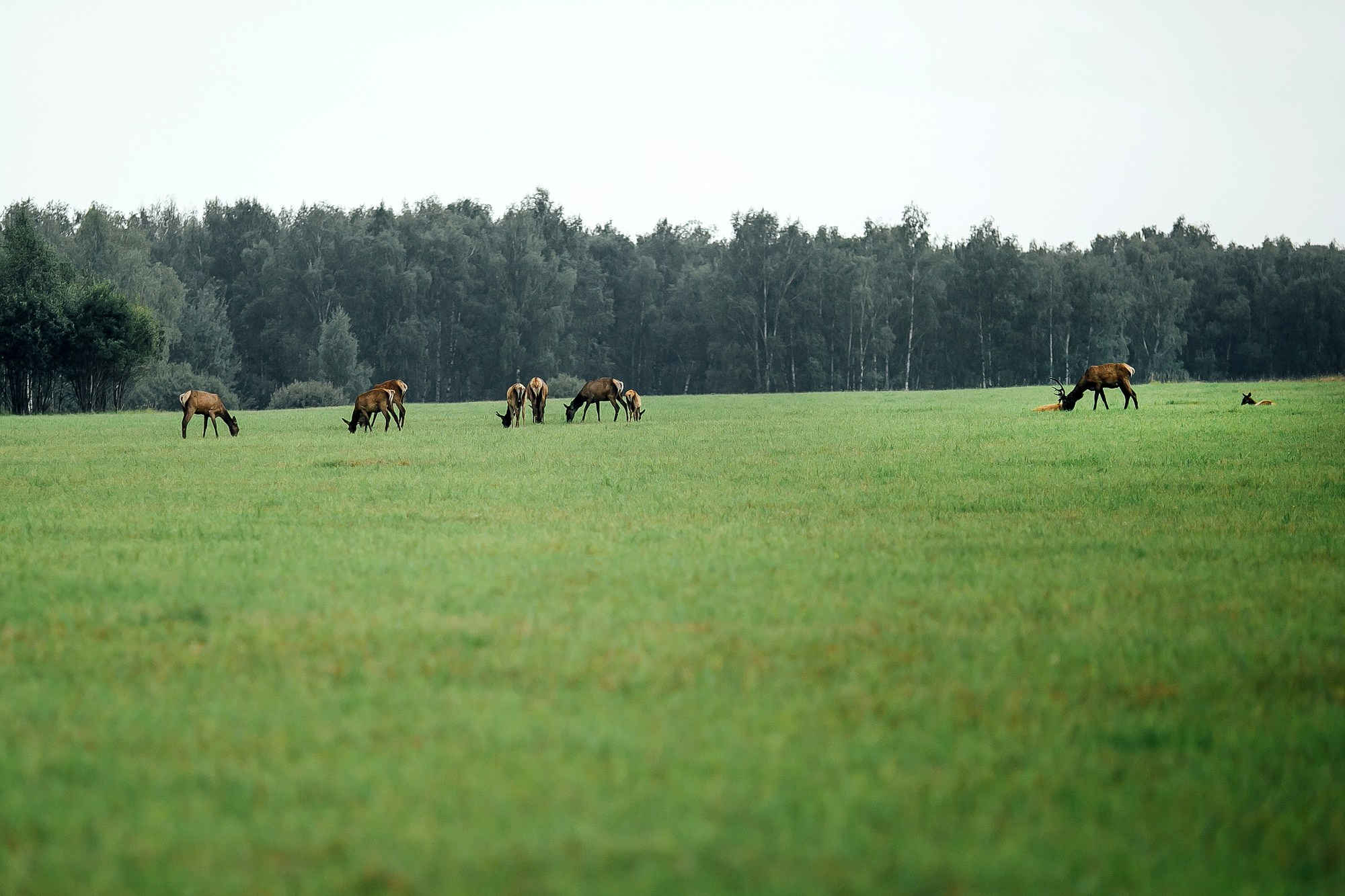 Симон и Елена. La Ferme de Reve. Любовь Чуляева — свадебный фотограф в Москве и Европе