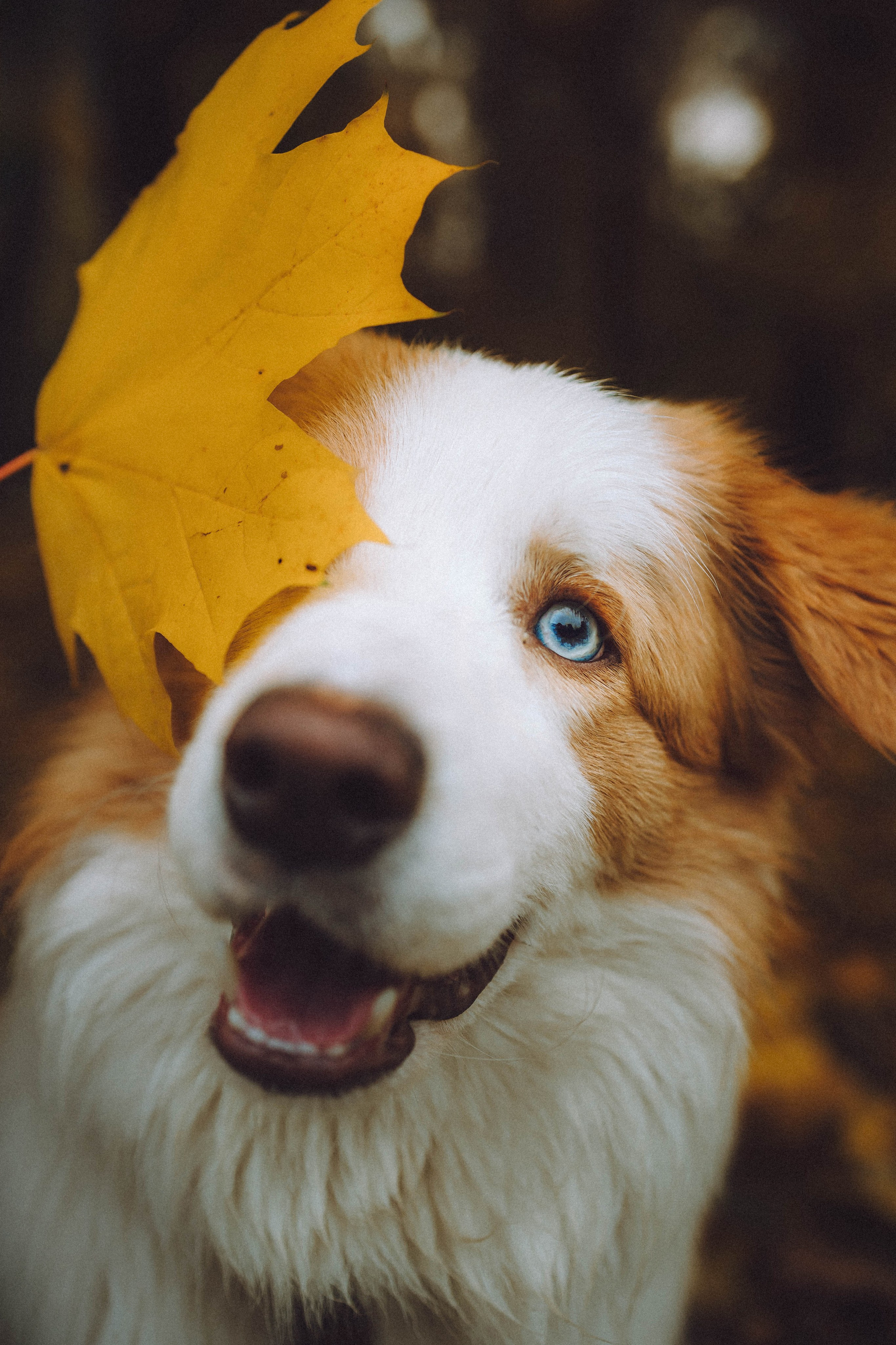 Алина, Витя и Асти