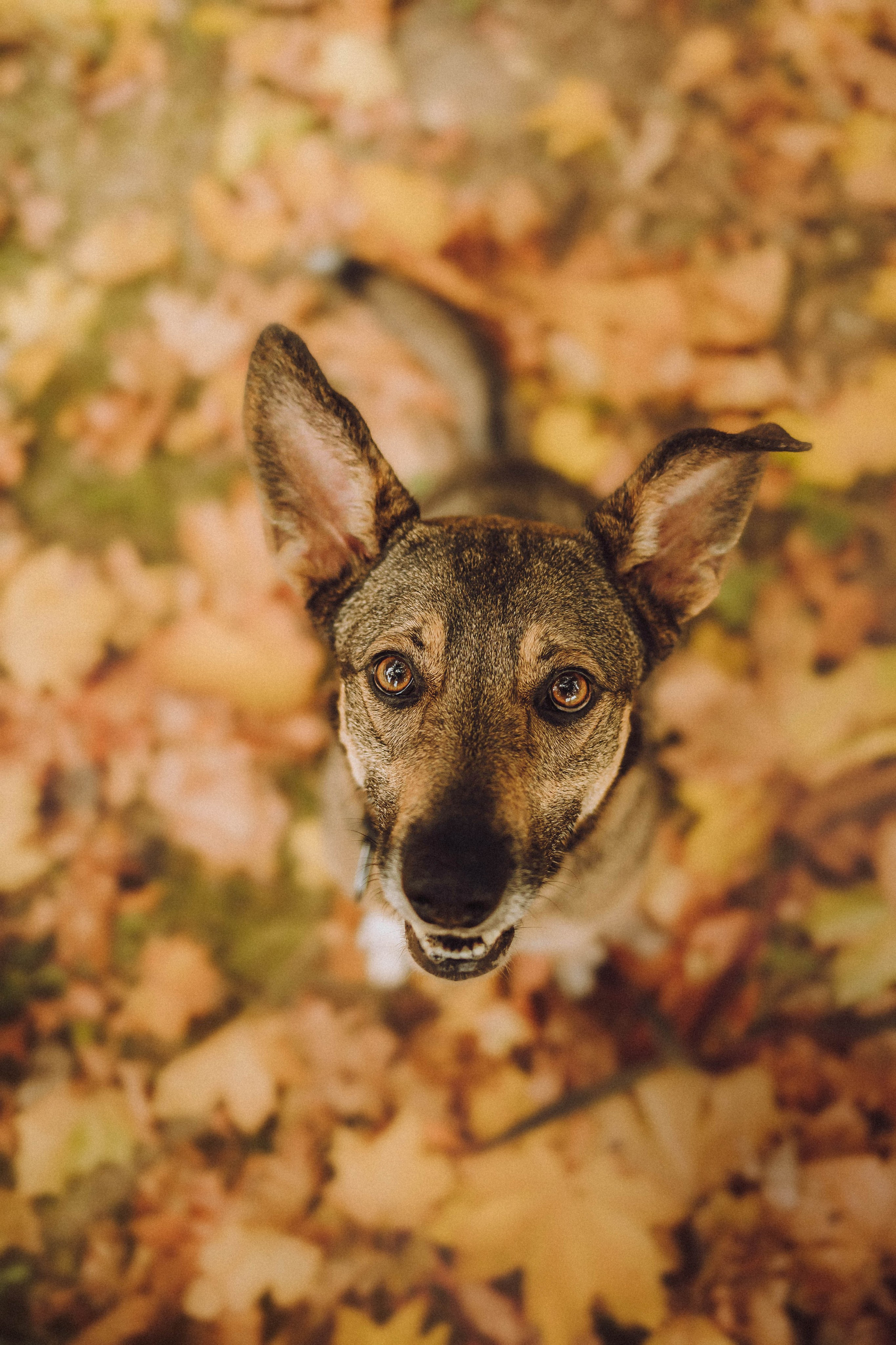 Аня, Нео и Луна