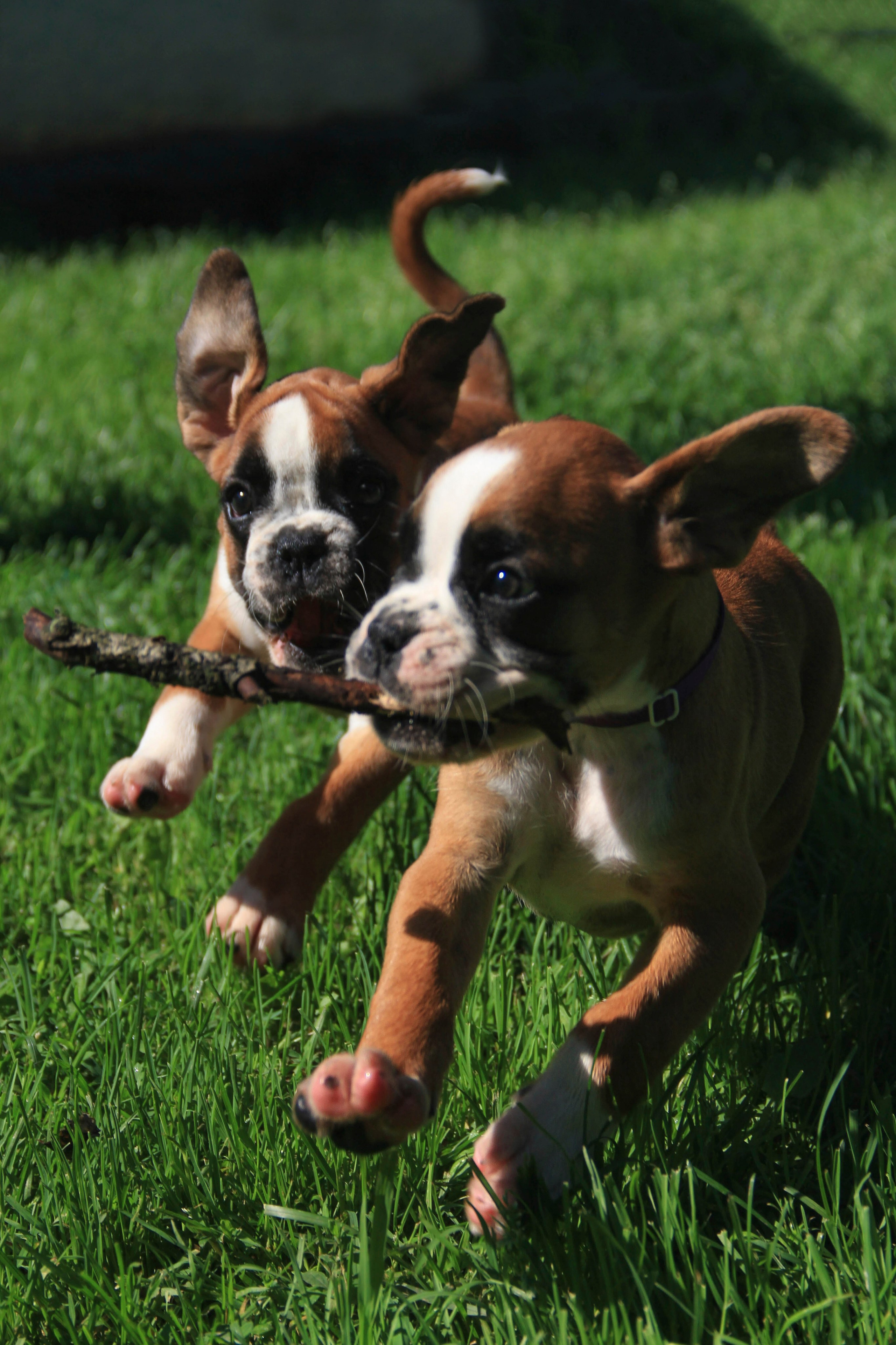 Щенки. Фотограф — анималист в Москве и области Ольга Петракова