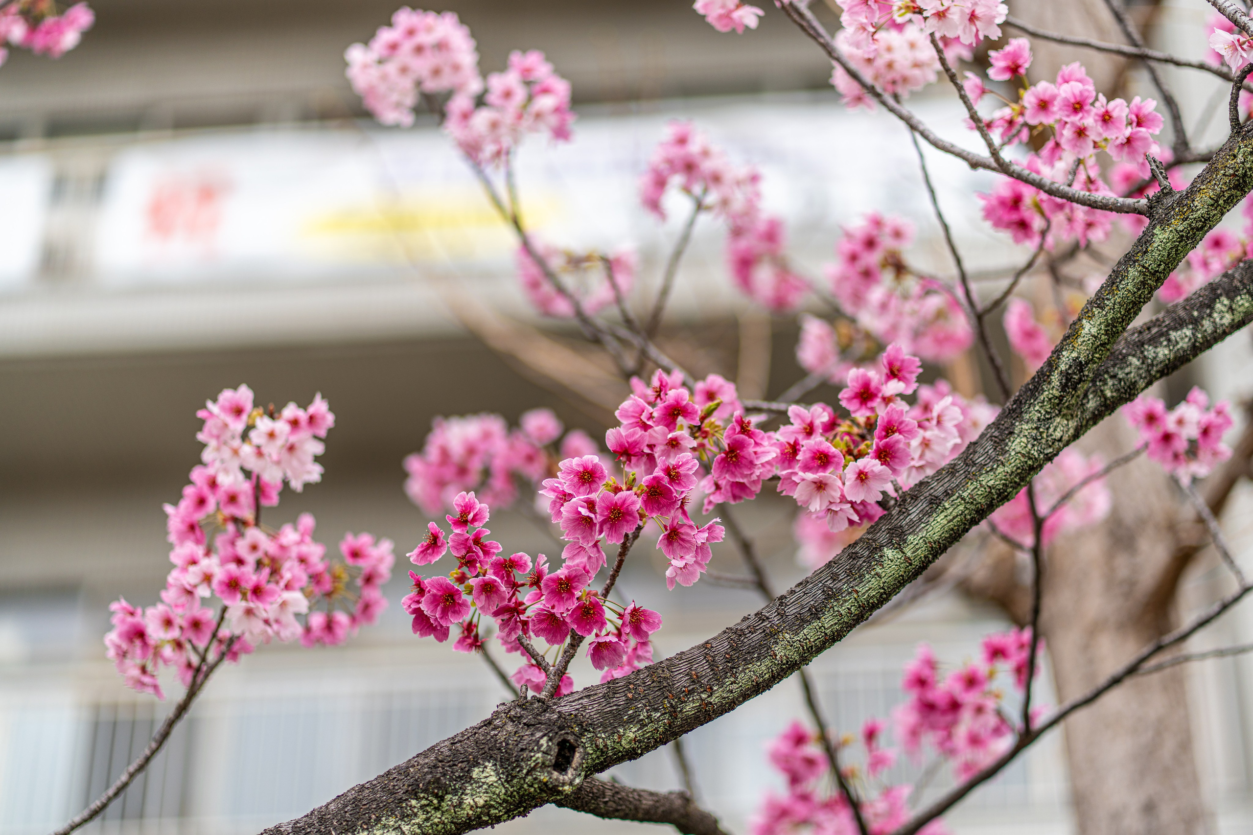 Япония, сакура. Творческие сьемки
