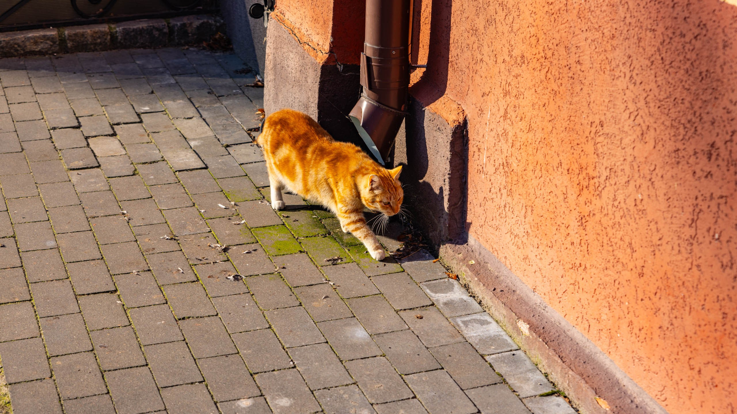 2024 10 Зеленоградск, Светлогорск, Куршская коса. Фотографии
