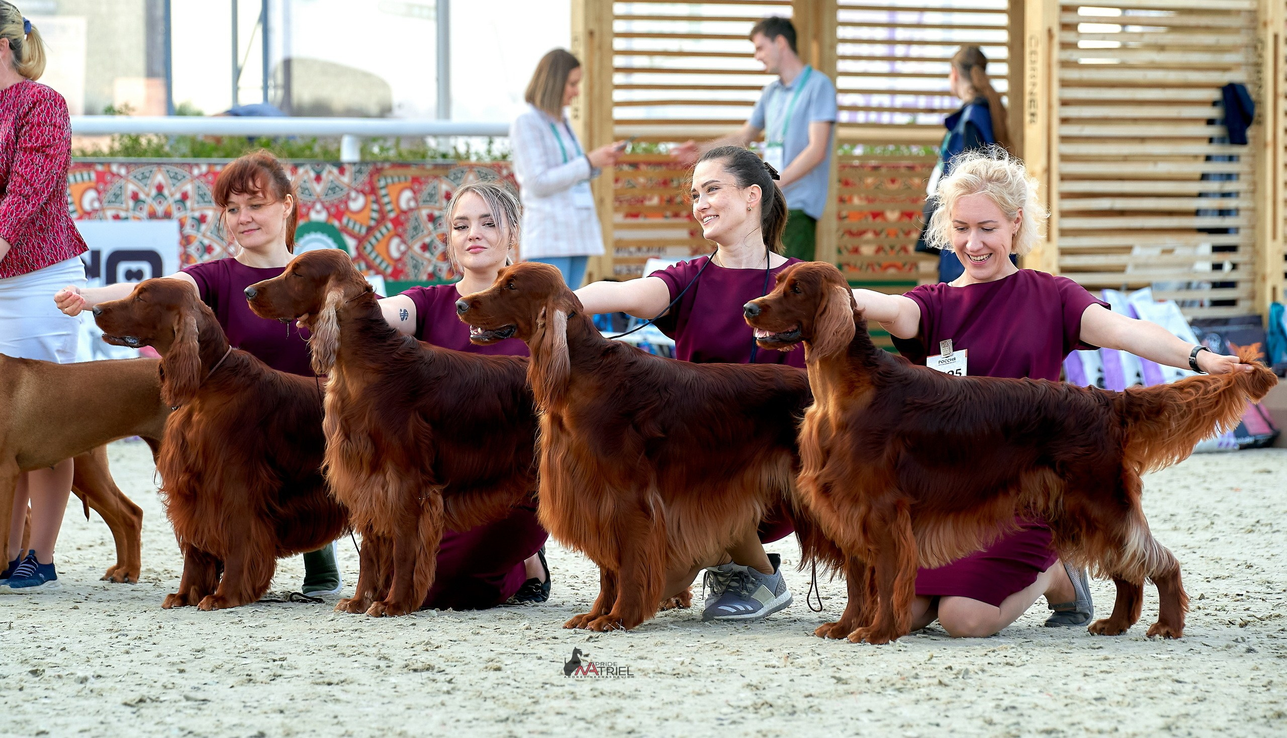 Работа в рингах — галерея NATRIEL