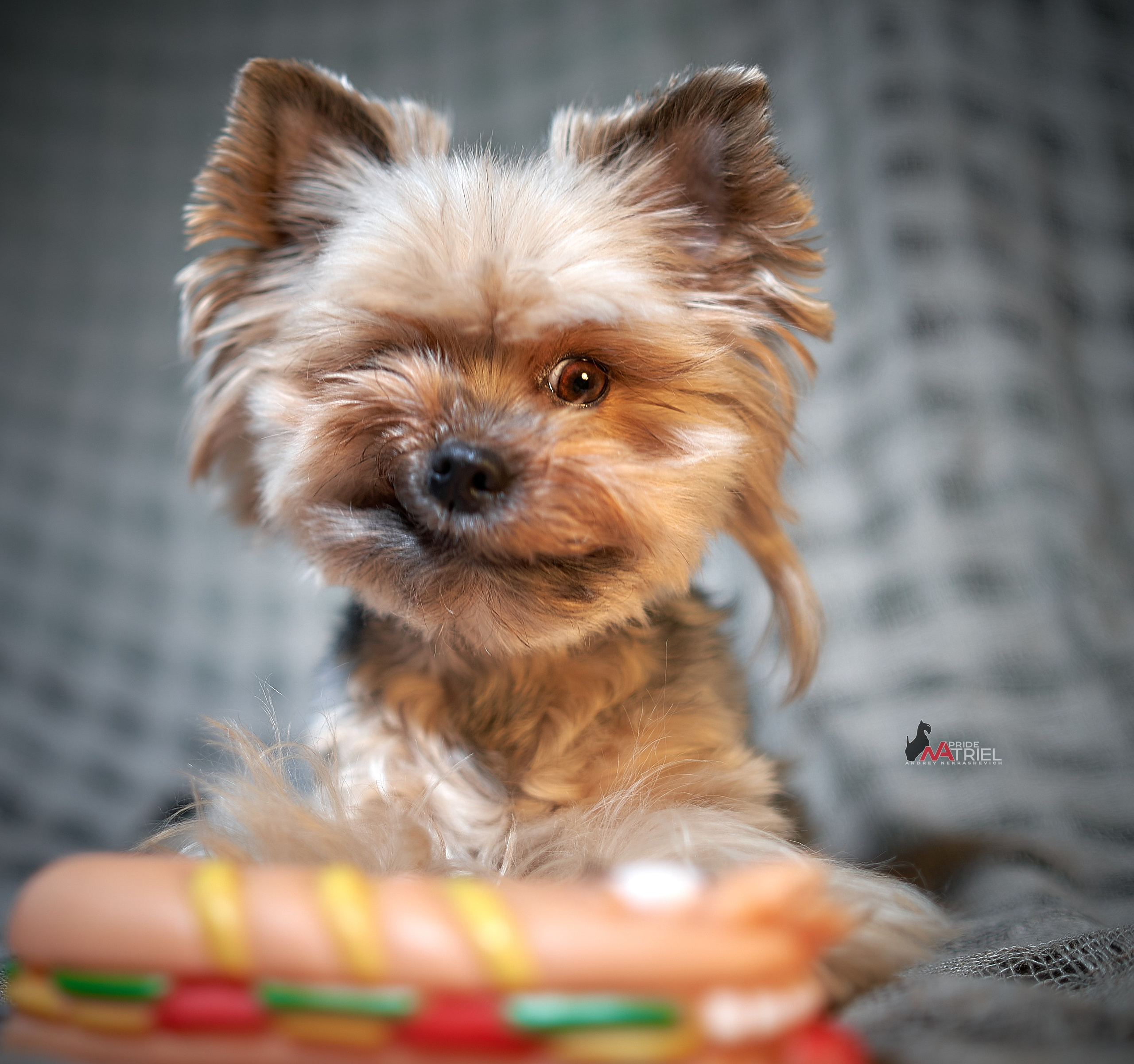 Йоркширский терьер Циля