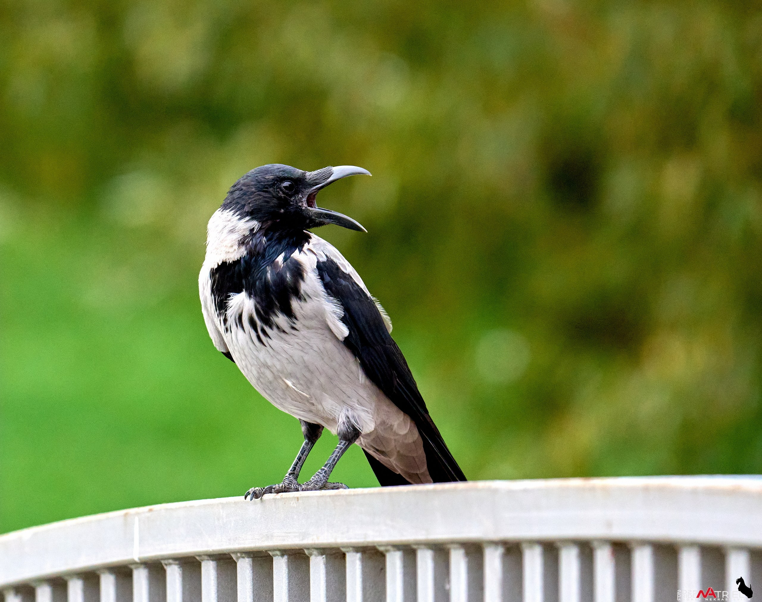 Съемка с объективом Sony 200-600 на камеру Sony A1m2