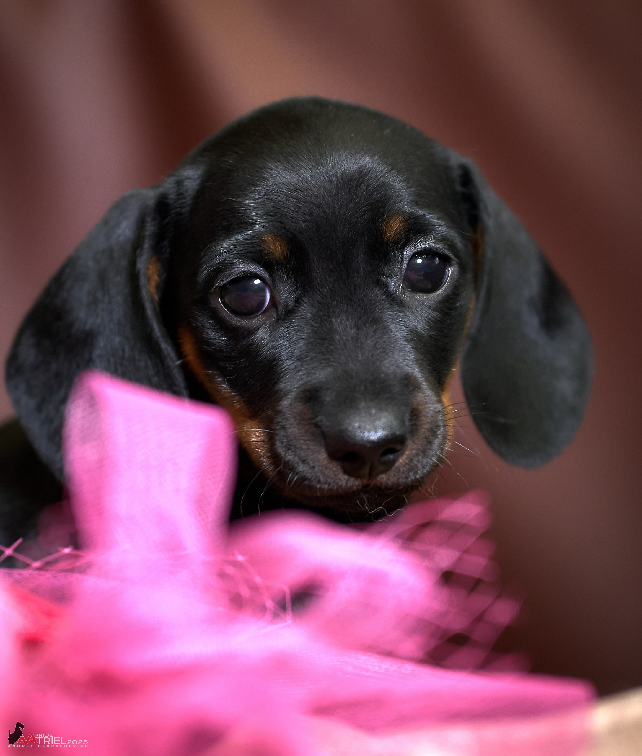 Съемка щенков таксы с мобильным светом
