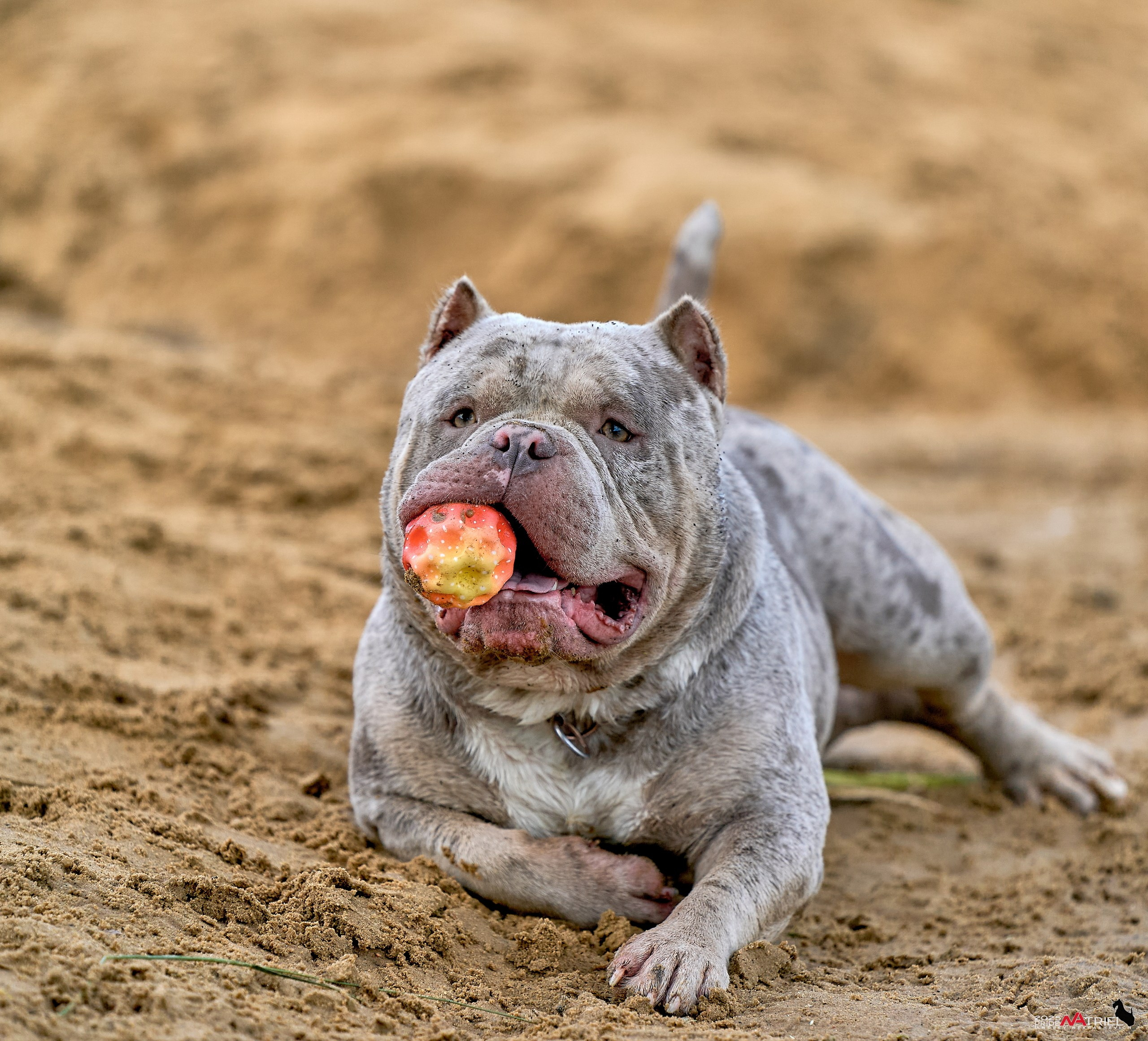 Съемка собак породы булли на природе