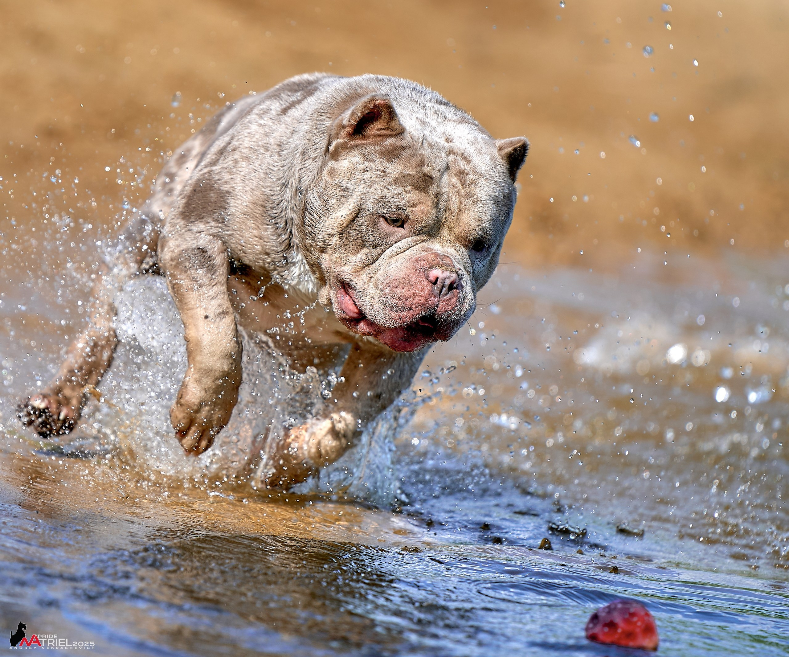 Съемка собак породы булли на природе