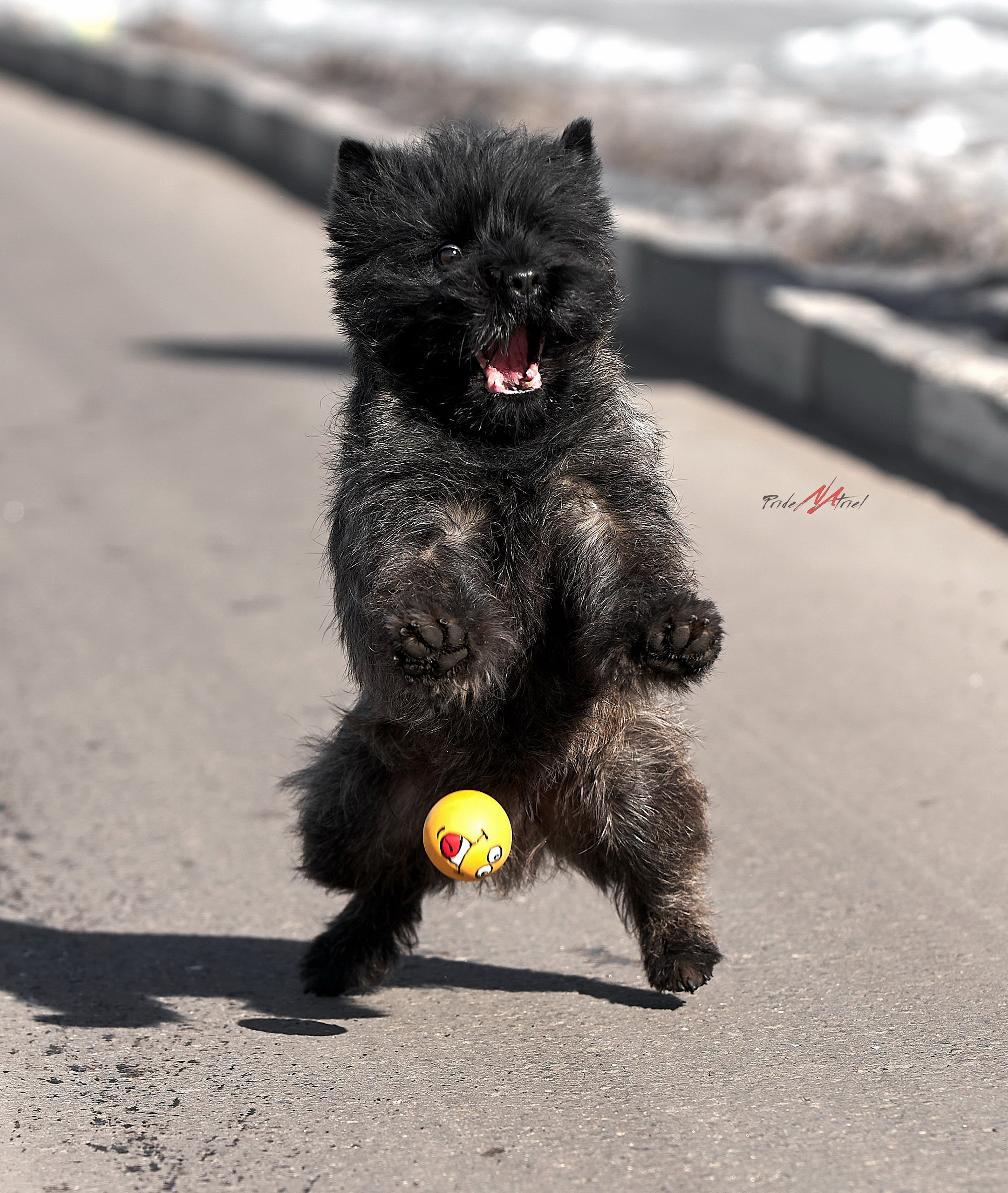 Прогулка в движении — галерея NATRIEL