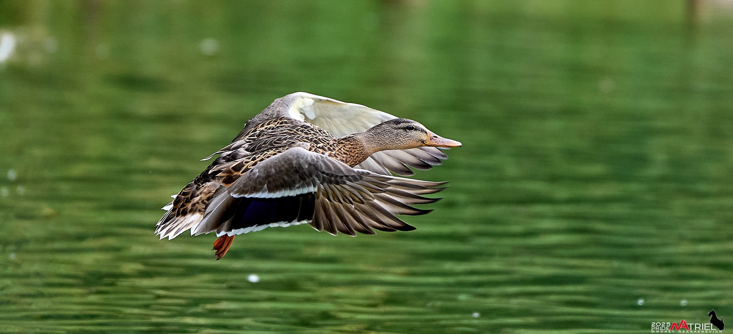 Утки на пруду