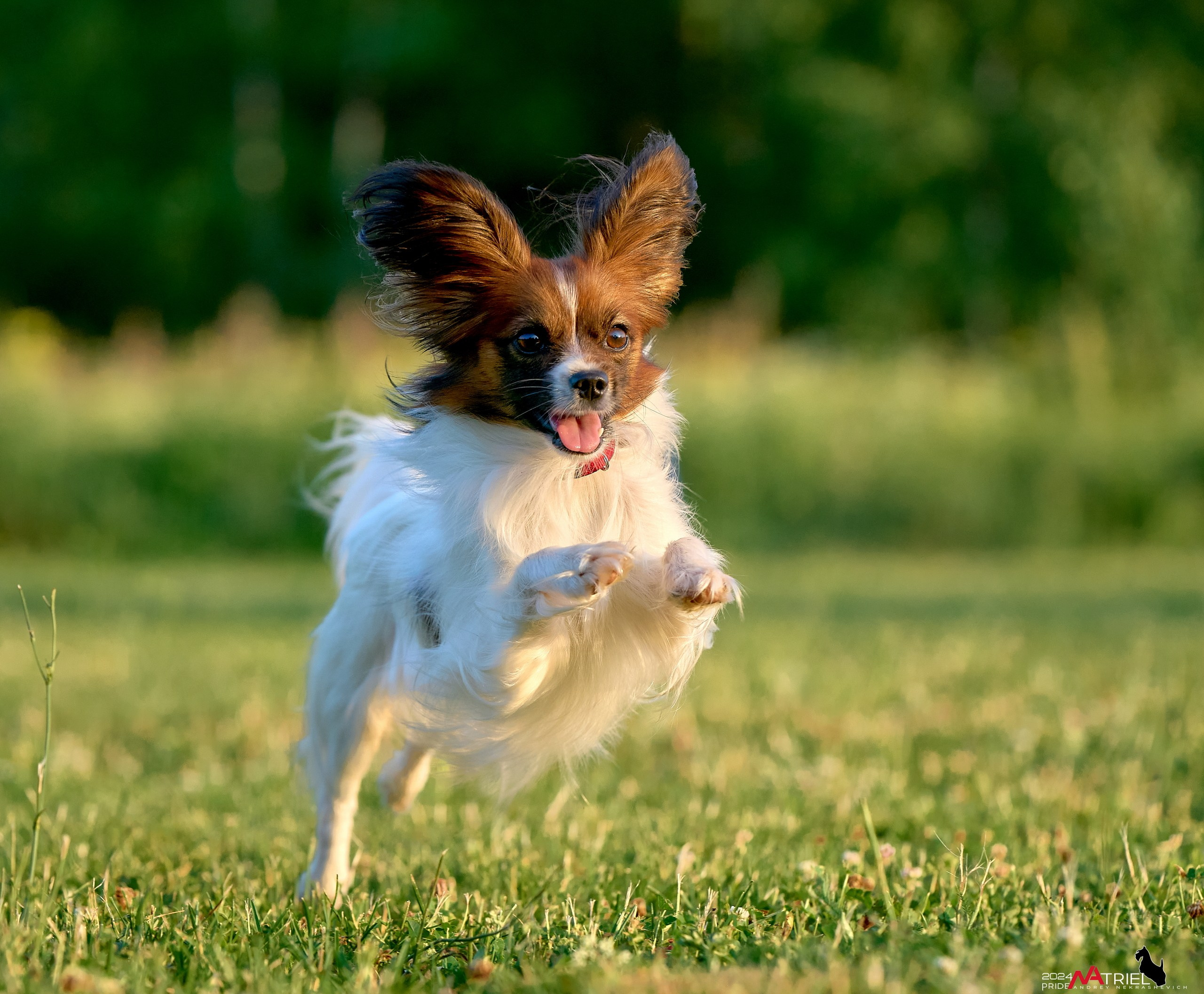 Репортаж из кинологического лагеря