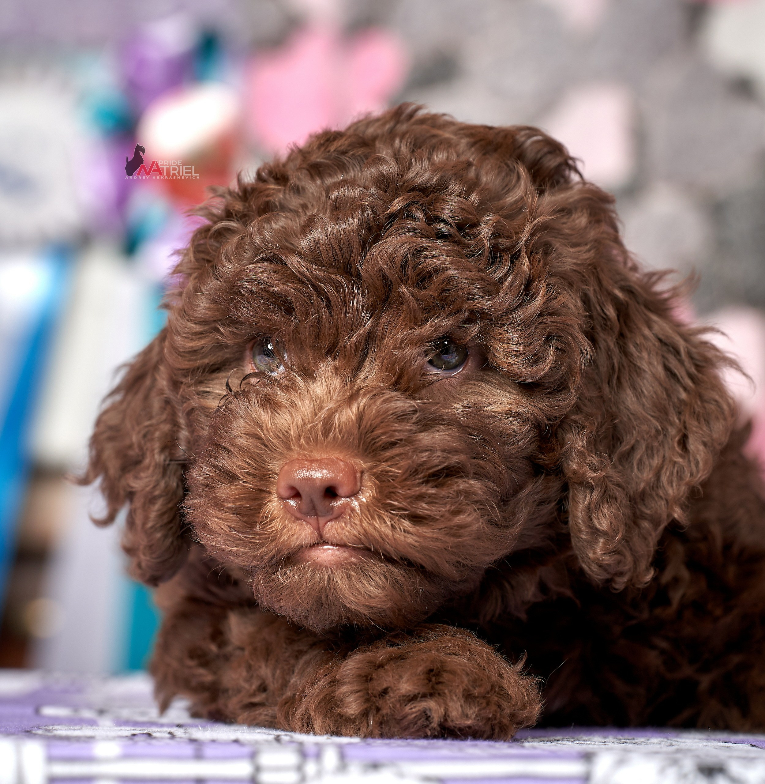 Щенки дома — галерея NATRIEL