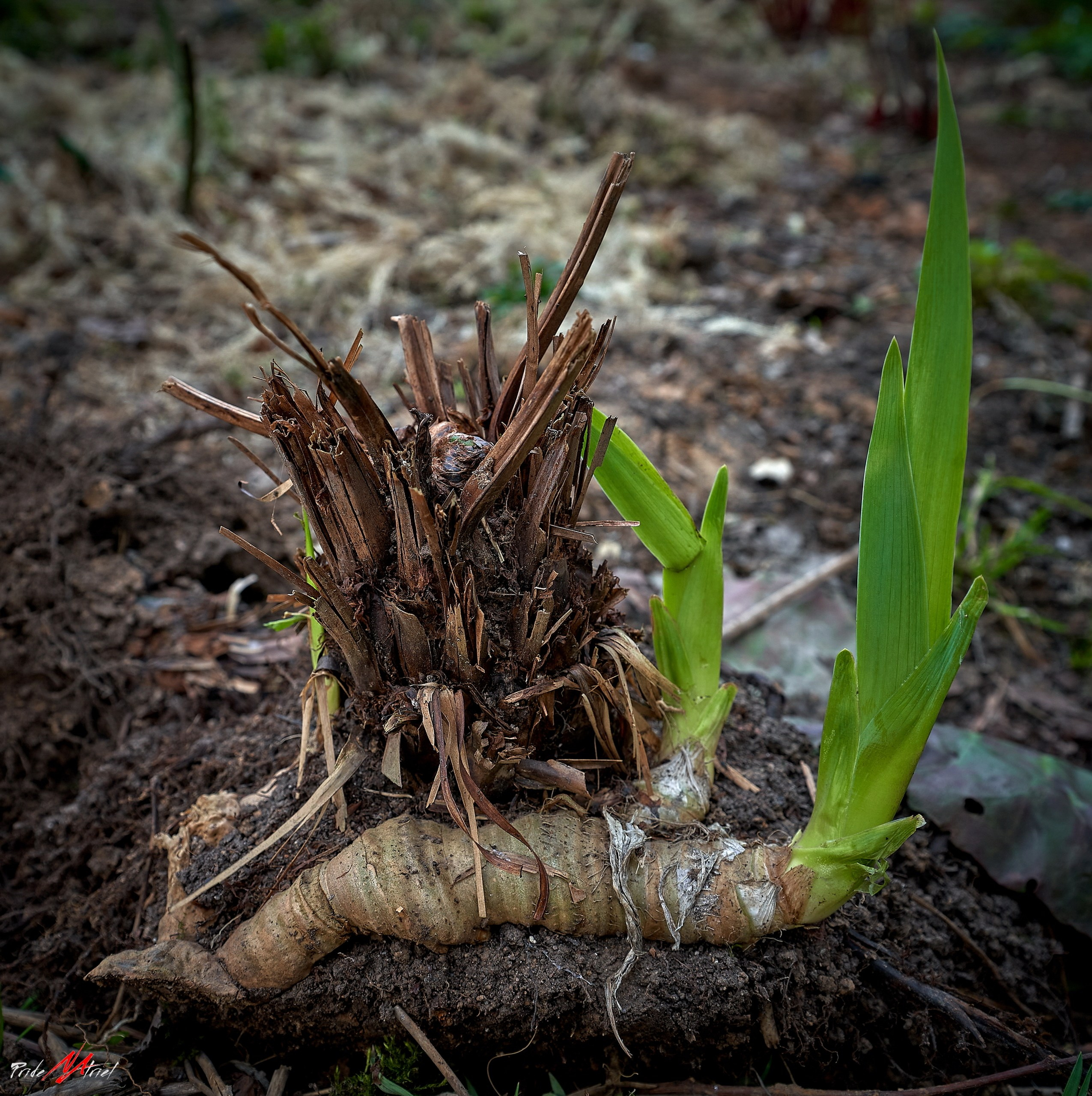 Лютики-цветочки — галерея NATRIEL