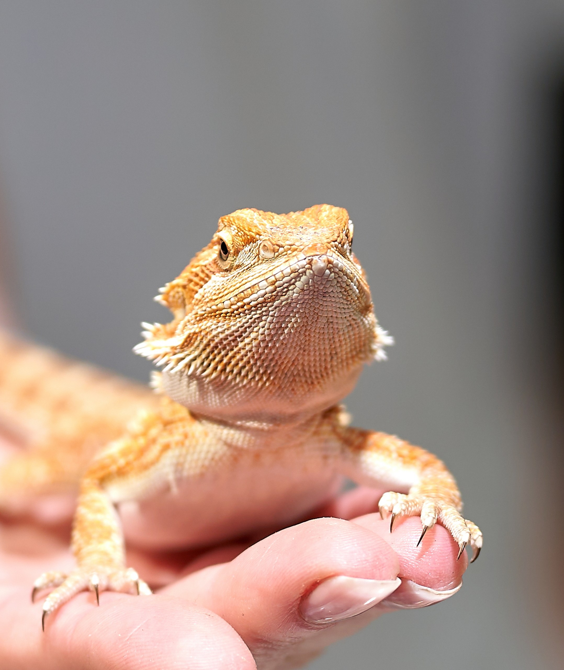 Рептилии — галерея NATRIEL