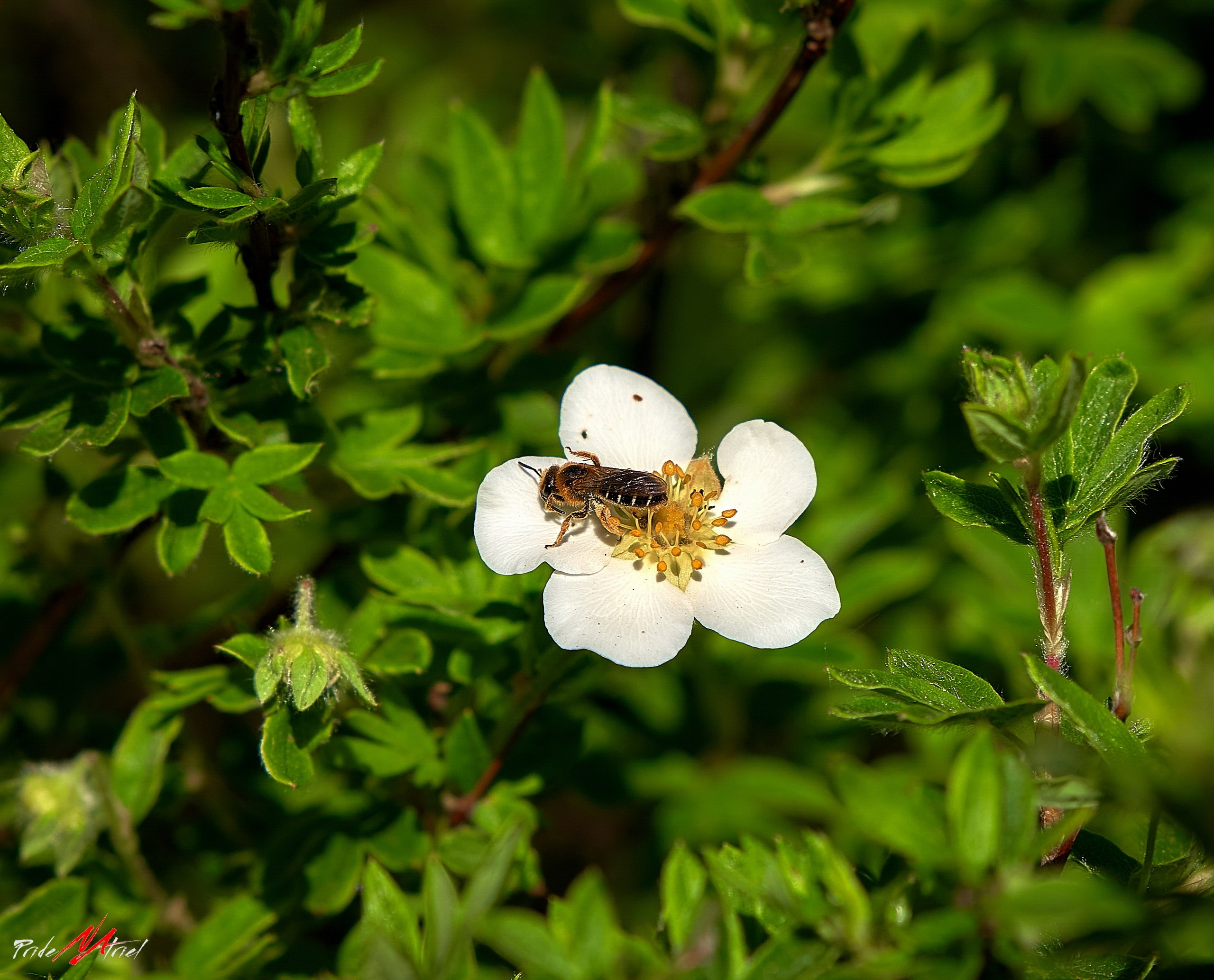 Лютики-цветочки — галерея NATRIEL