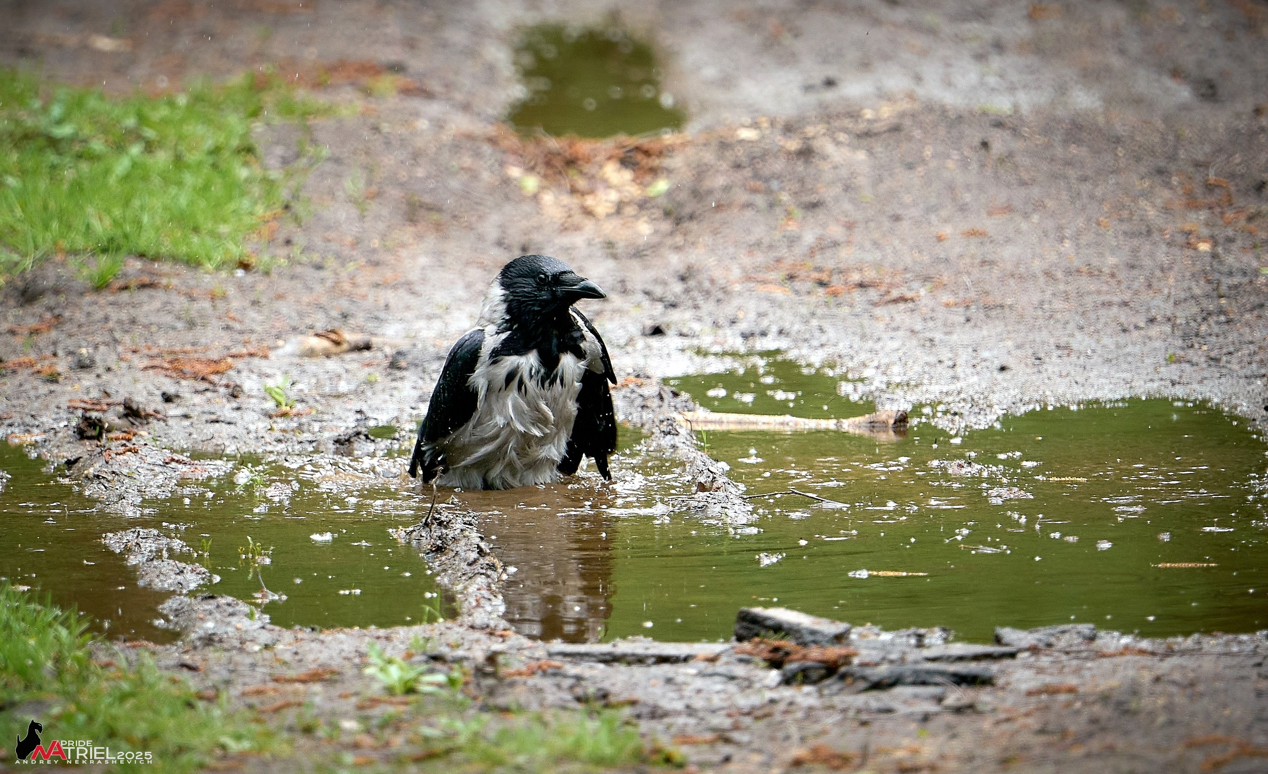 Съемка в майском лесу