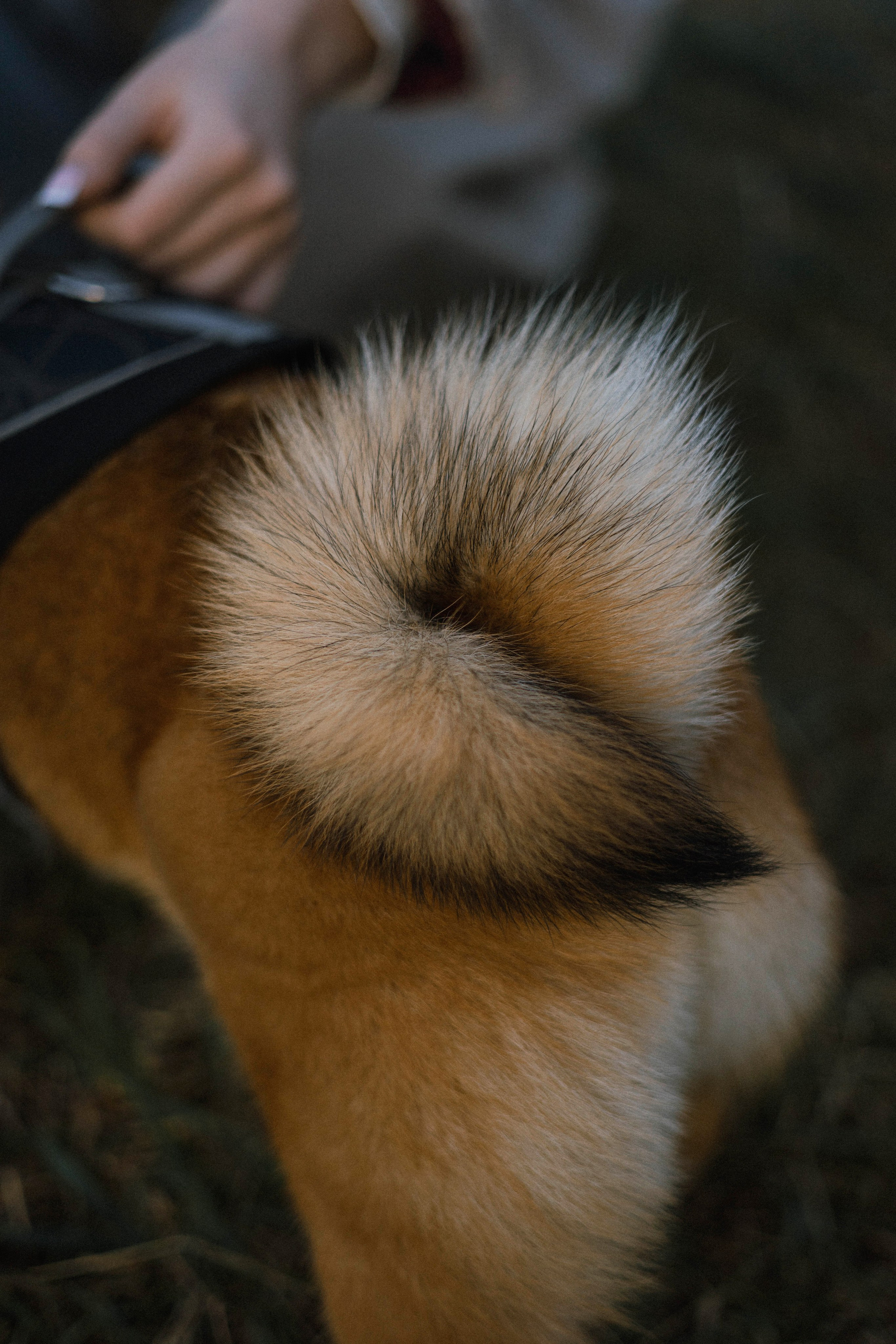 Аня и Шани. Фотограф-анималист Богданова Полина