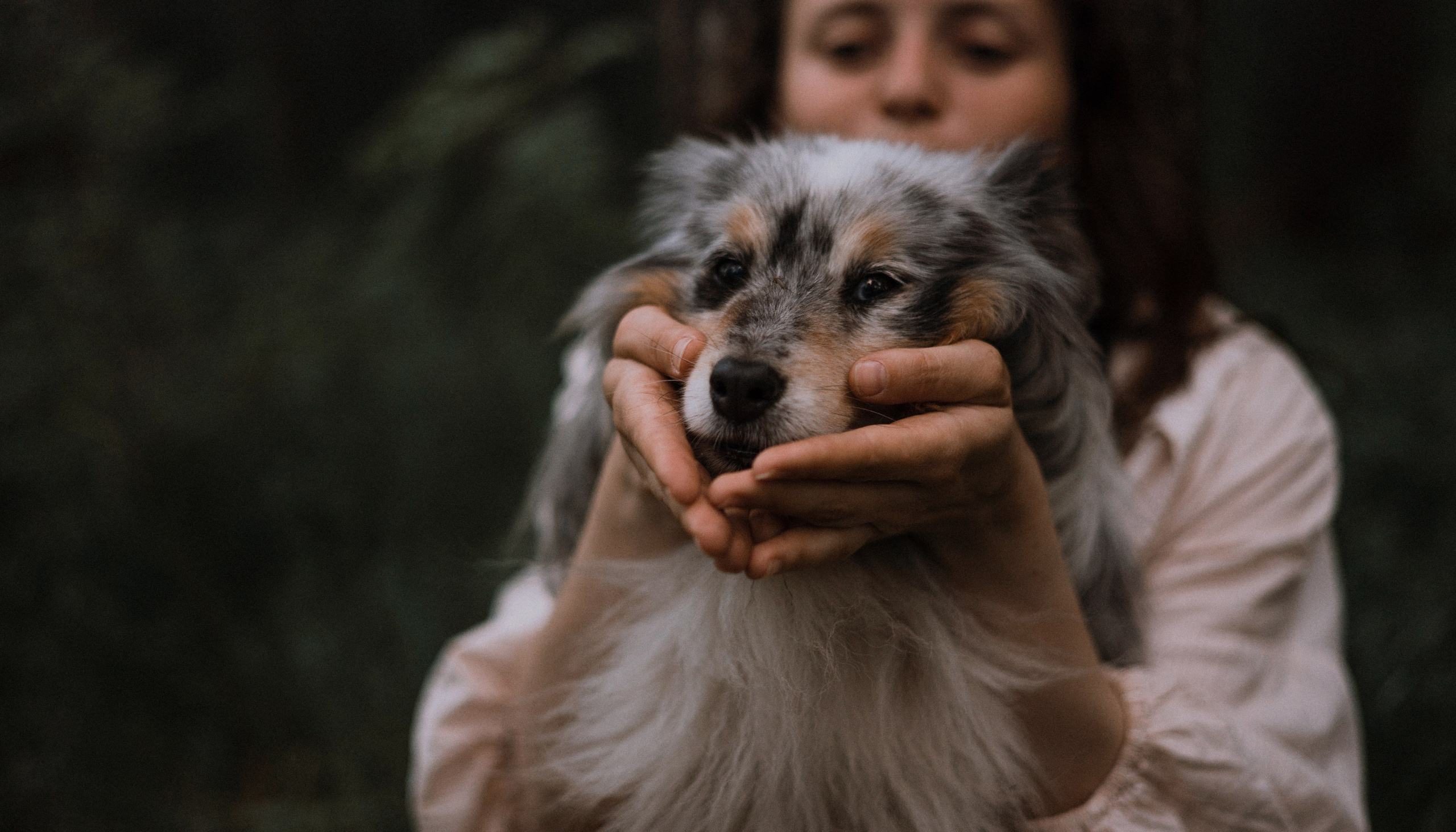 Настя, Шуня, Милка и Тигуан. Фотограф-анималист Богданова Полина