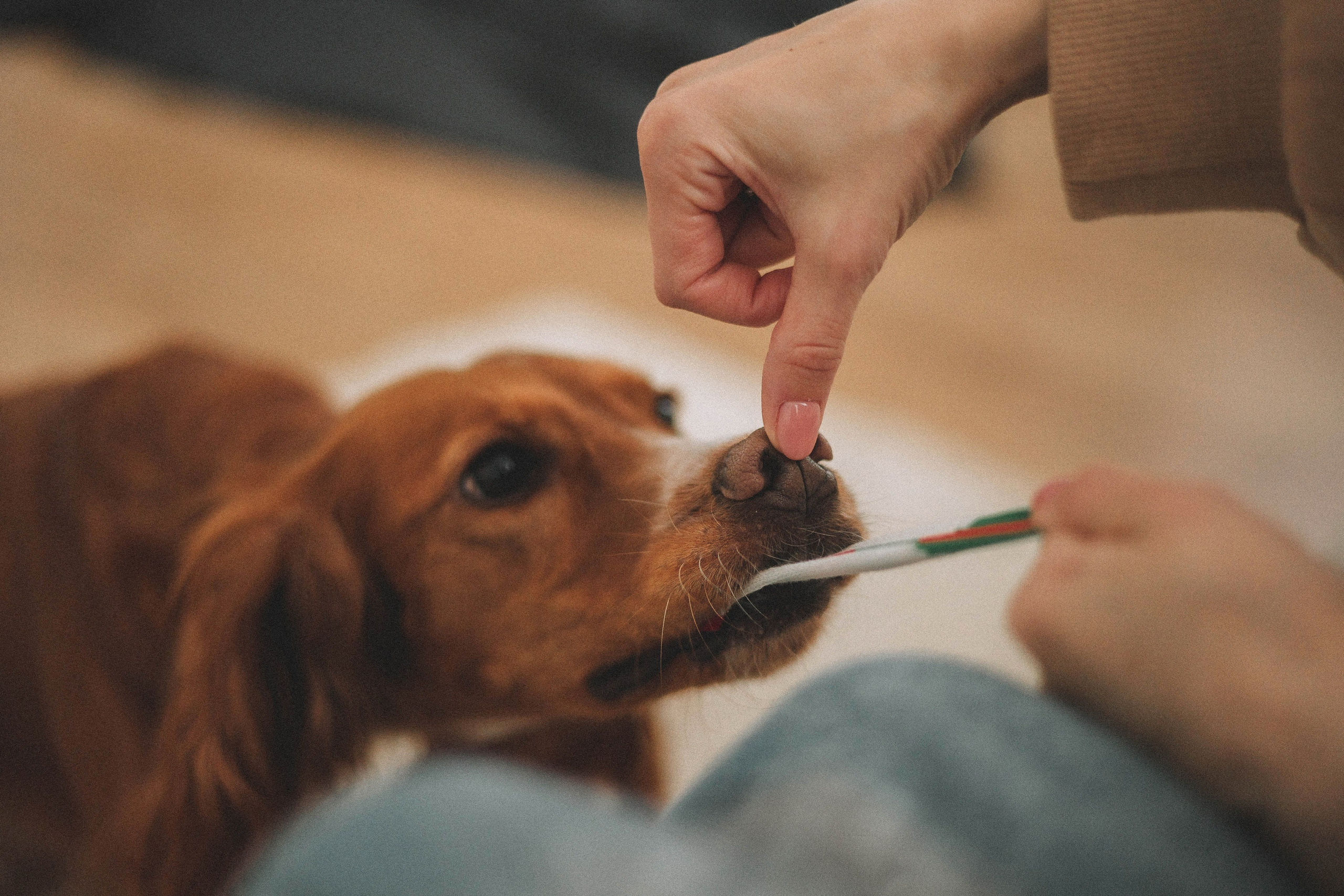 Алина и Дженни. Фотограф-анималист Богданова Полина