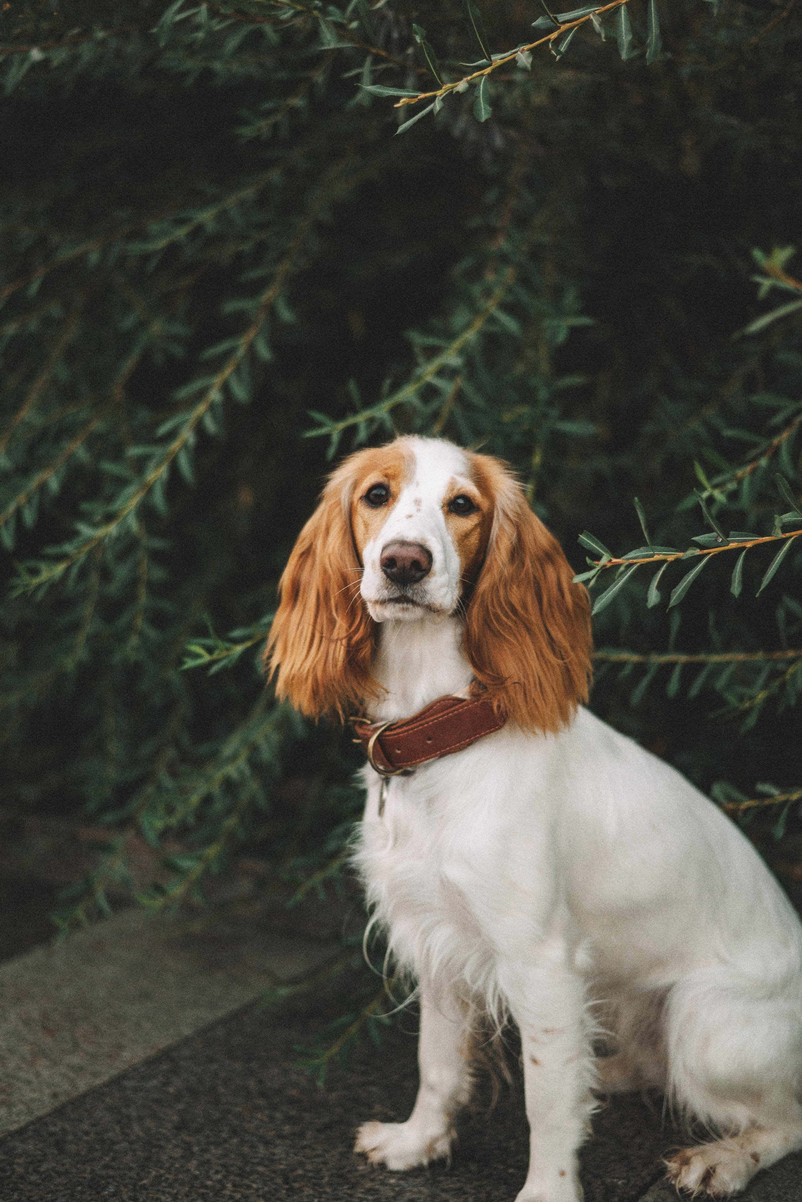 Маша и Вега. Фотограф-анималист Богданова Полина