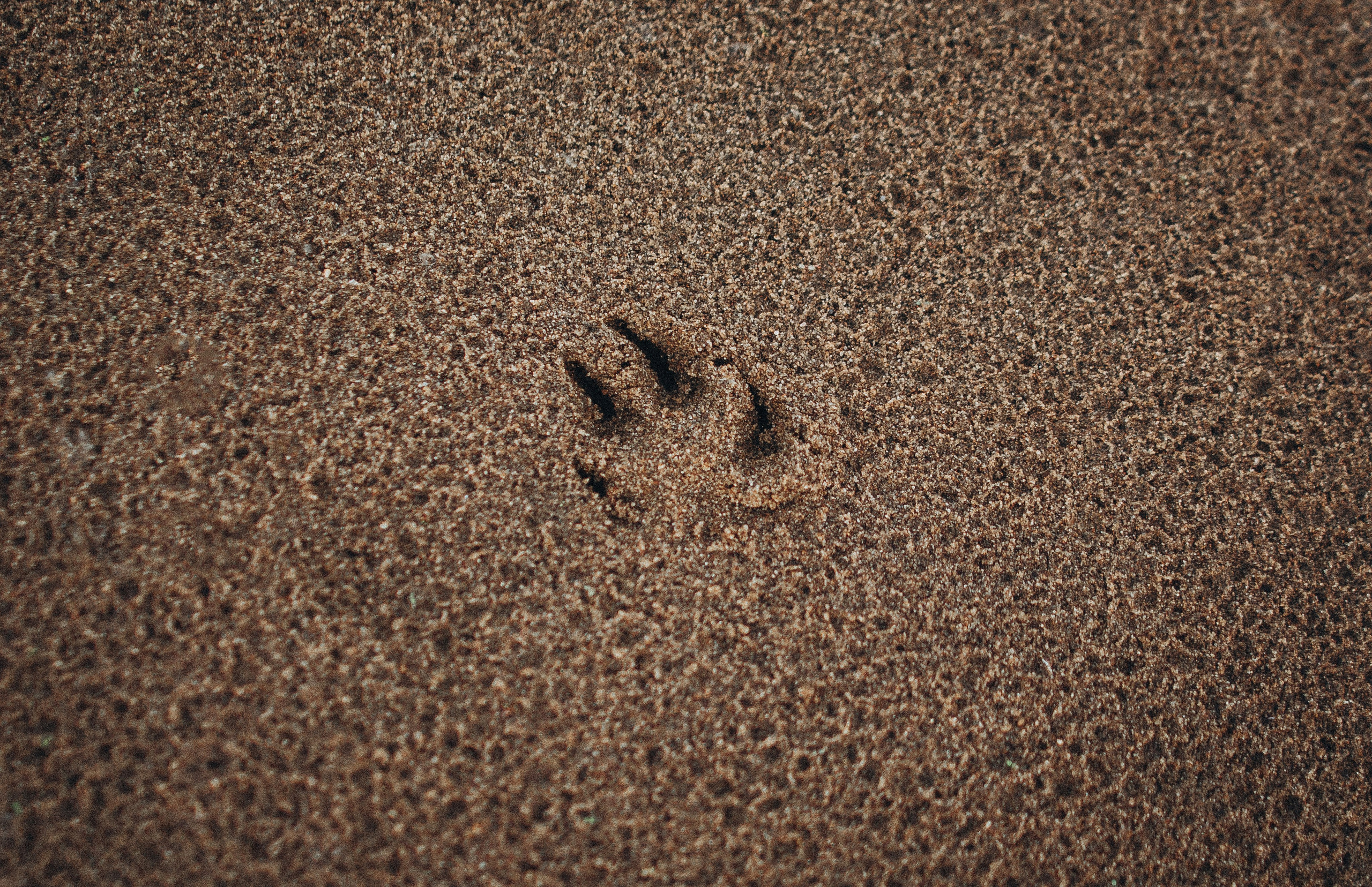 Алина и Бруна. Фотограф-анималист Богданова Полина
