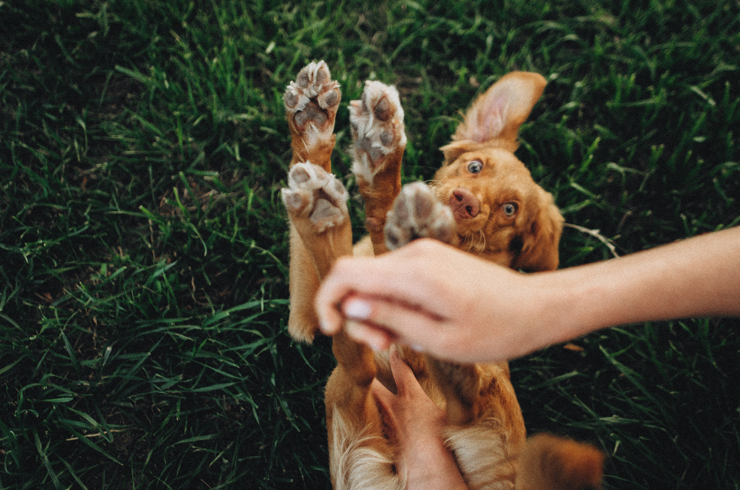 Вика и Хардин. Фотограф-анималист Богданова Полина
